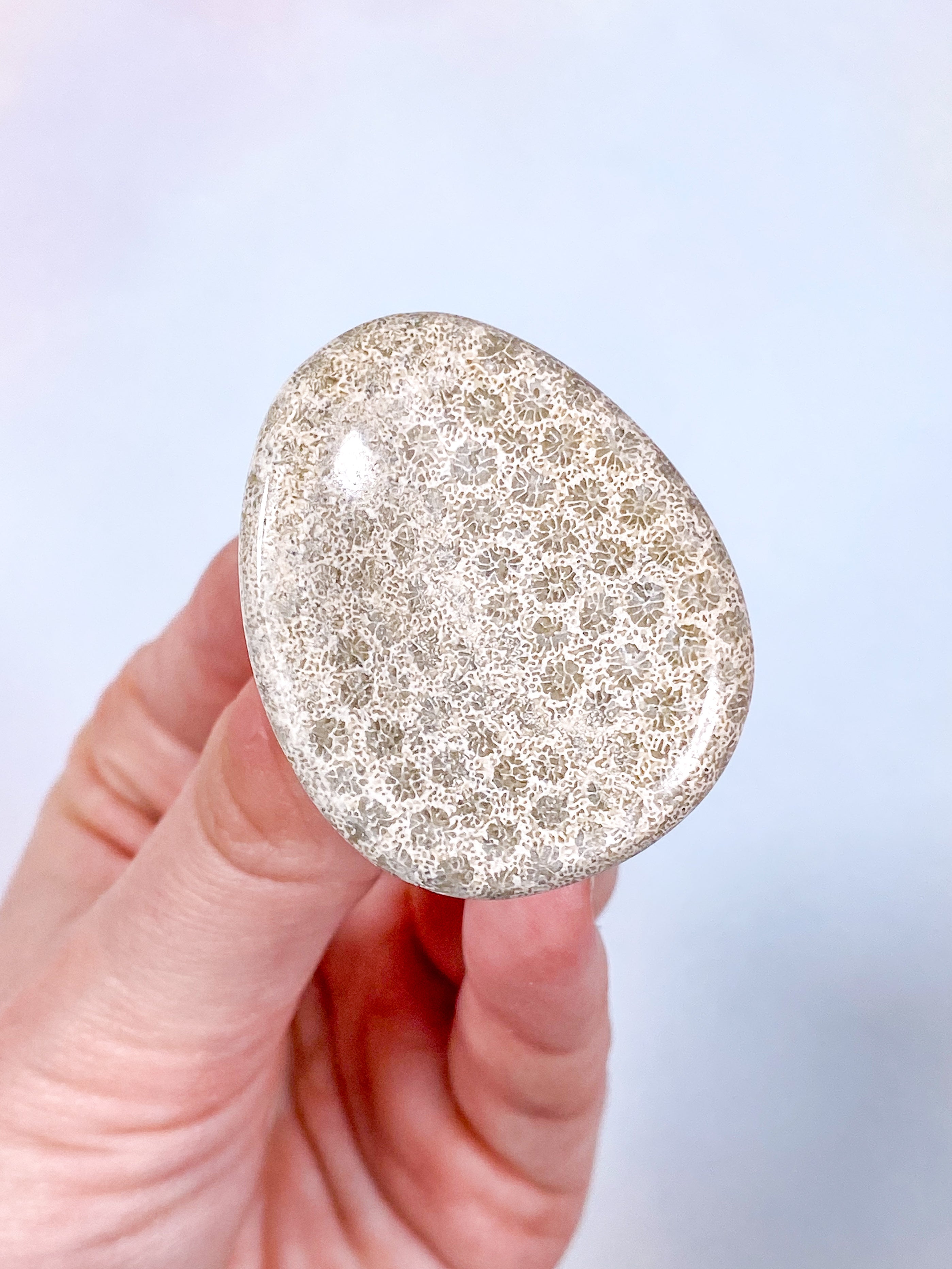 Koralrods Fossil Worrystone (Nr. 2)