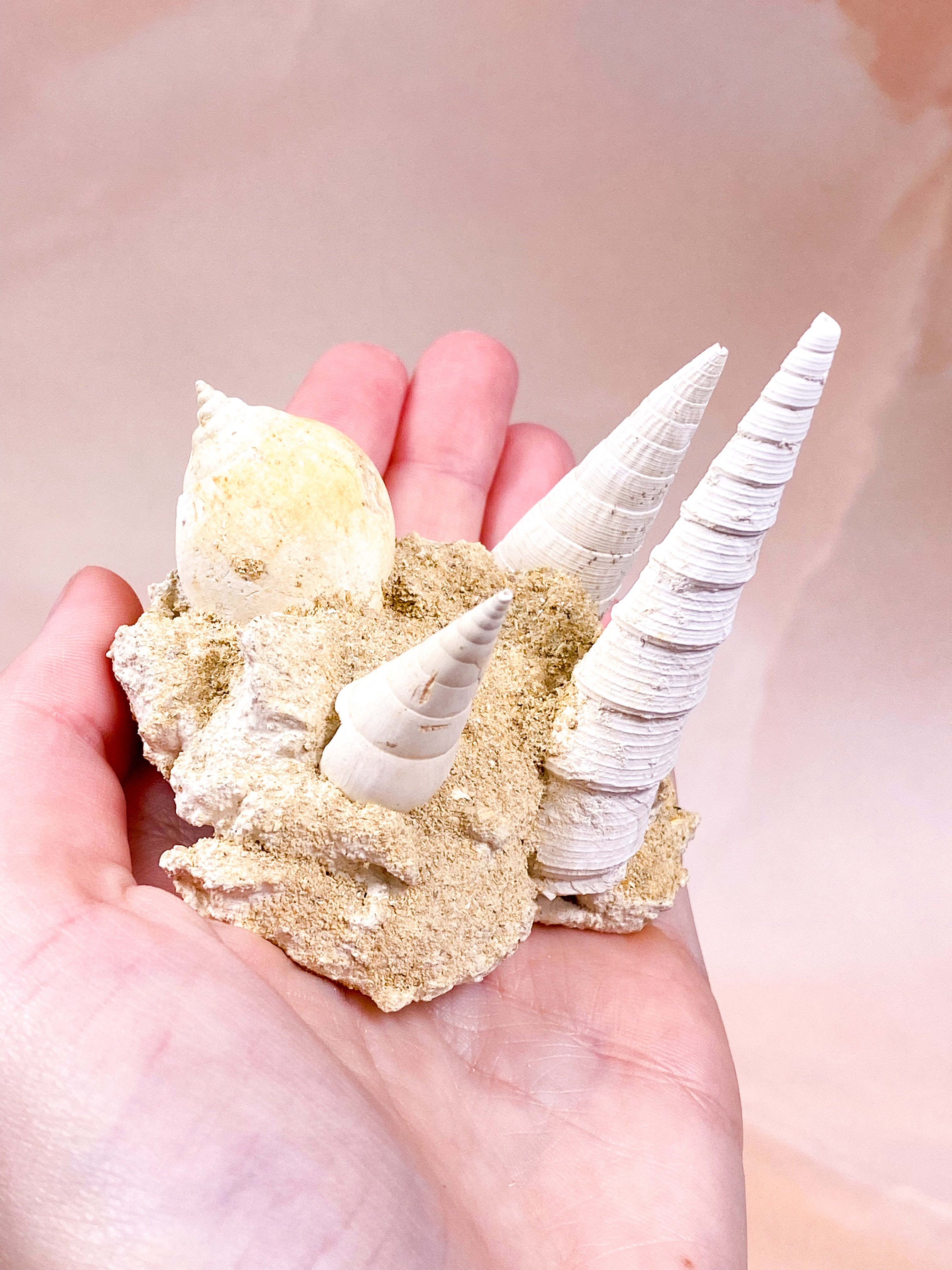 Fossil Fra Frankrig (Nr. 3)