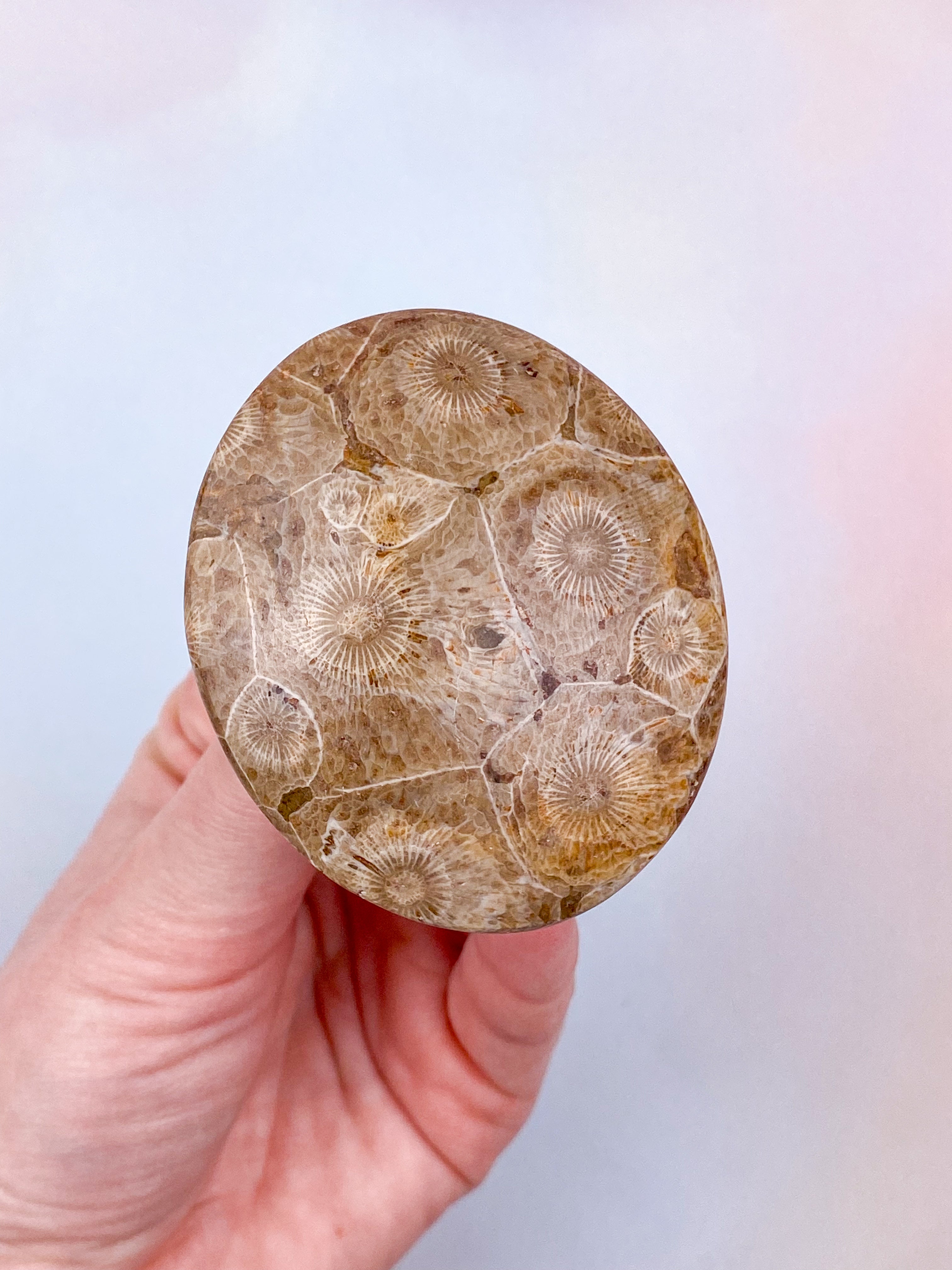 Koralrods Fossil Palmstone (Nr. 10)