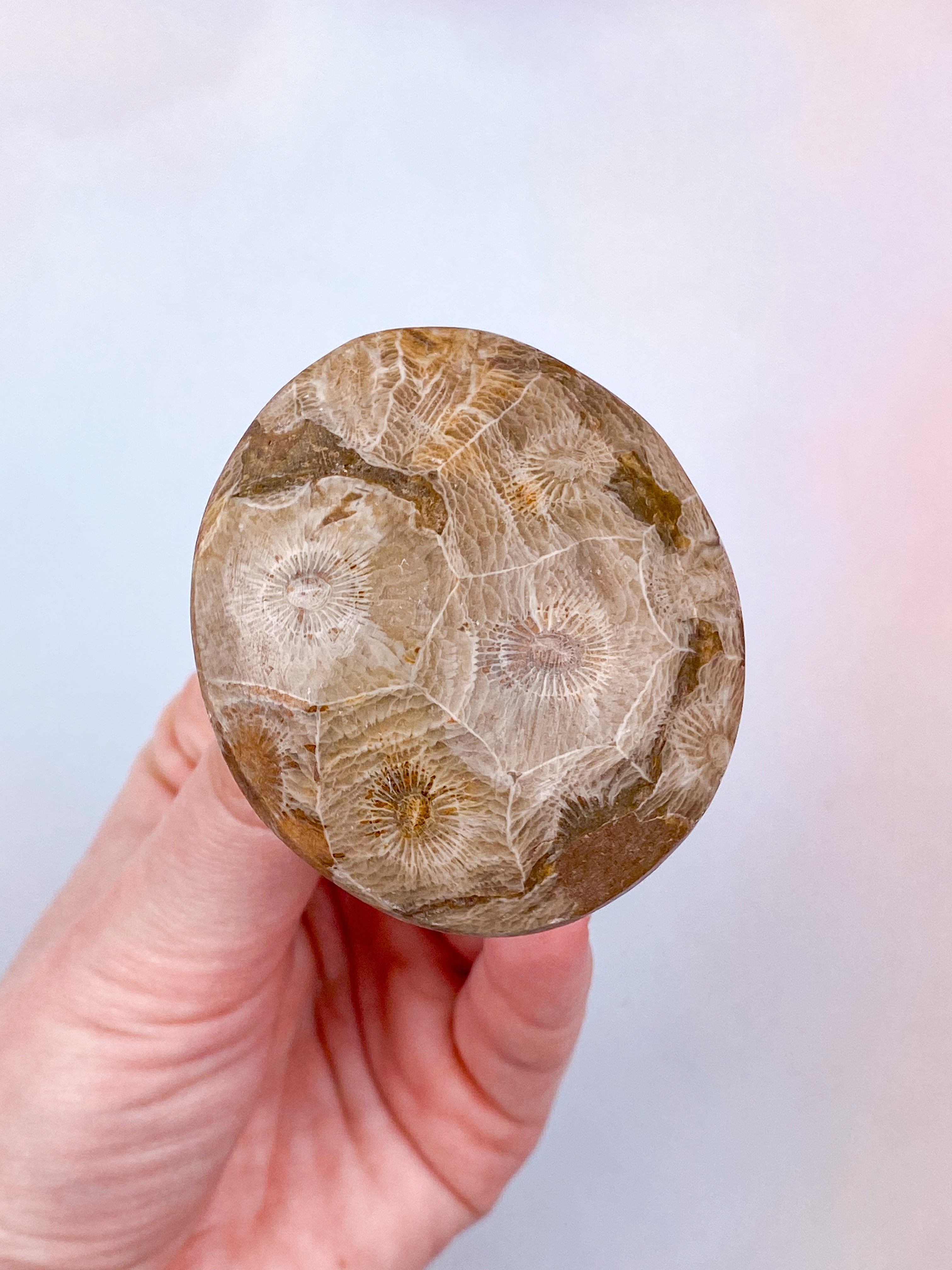 Koralrods Fossil Palmstone (Nr. 12)