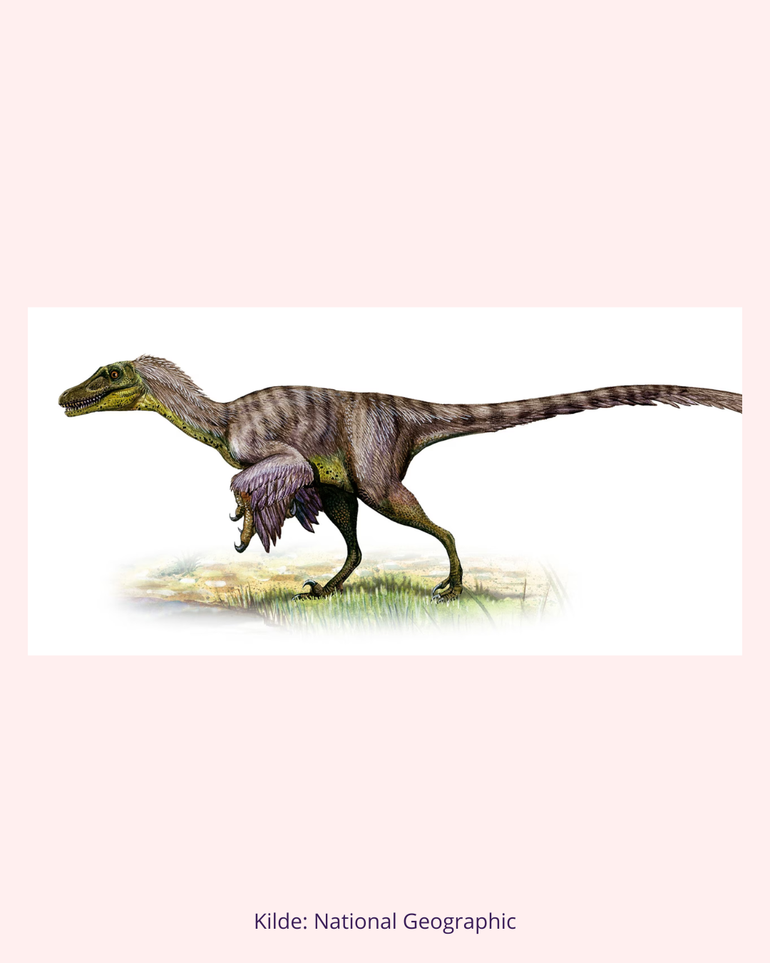 Raptor Tand Fossil (Nr. 4)