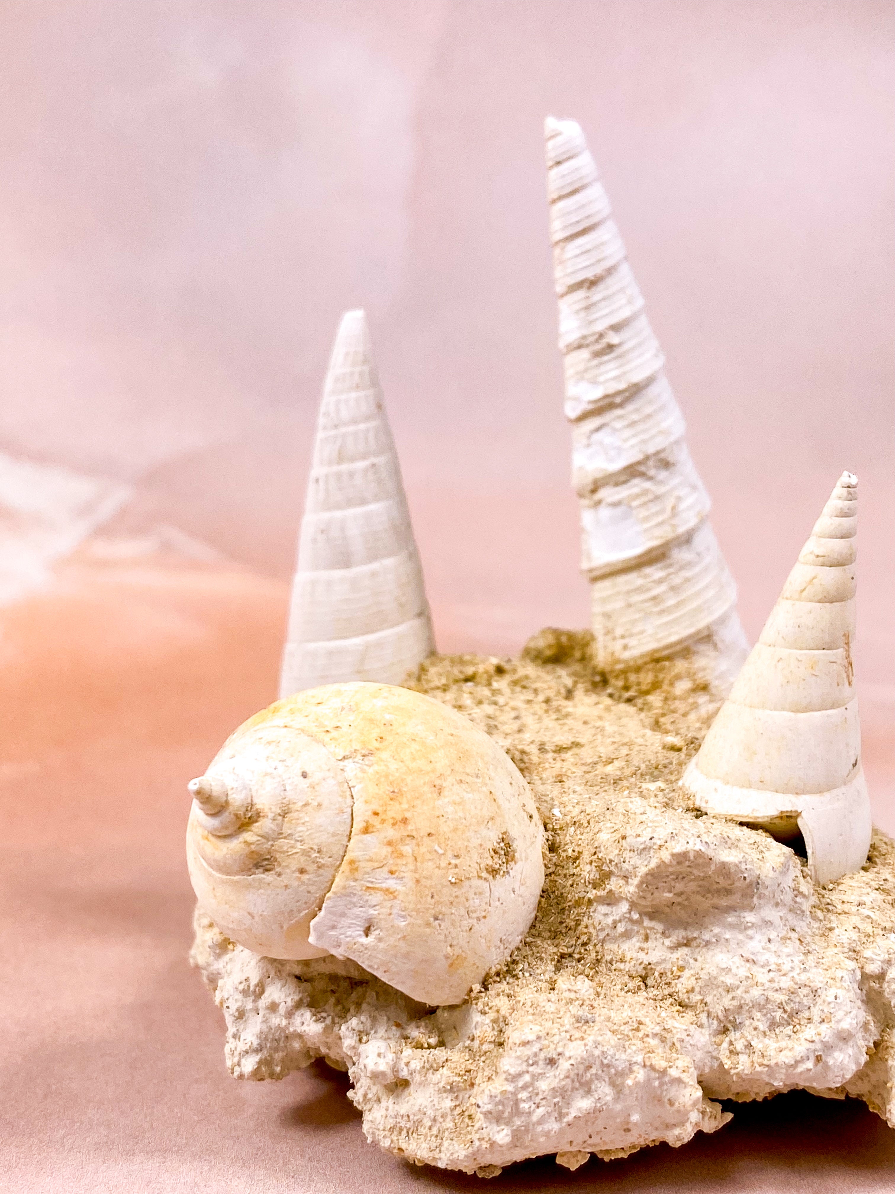 Fossil Fra Frankrig (Nr. 3)