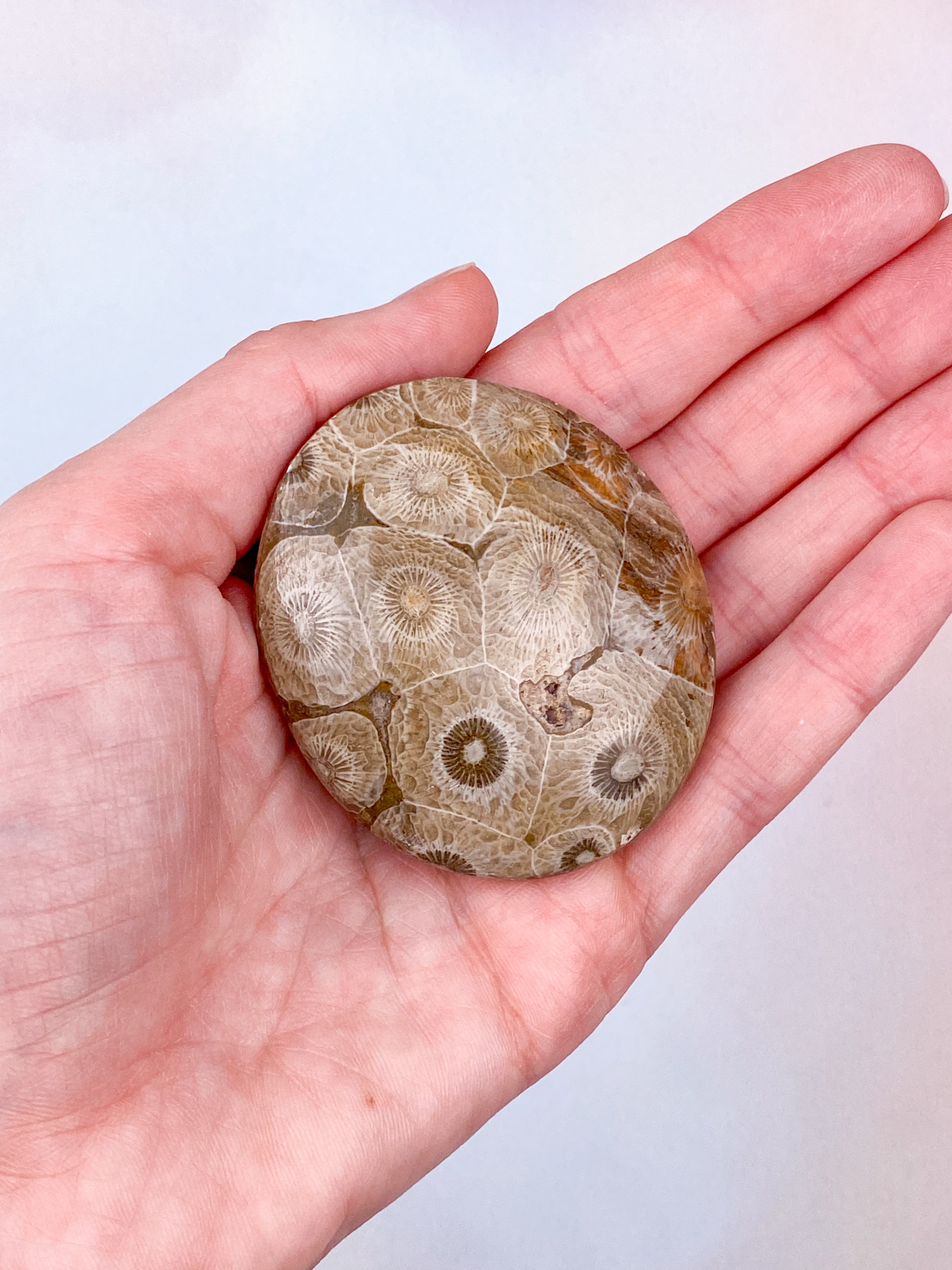 Koralrods Fossil Palmstone (Nr. 12)