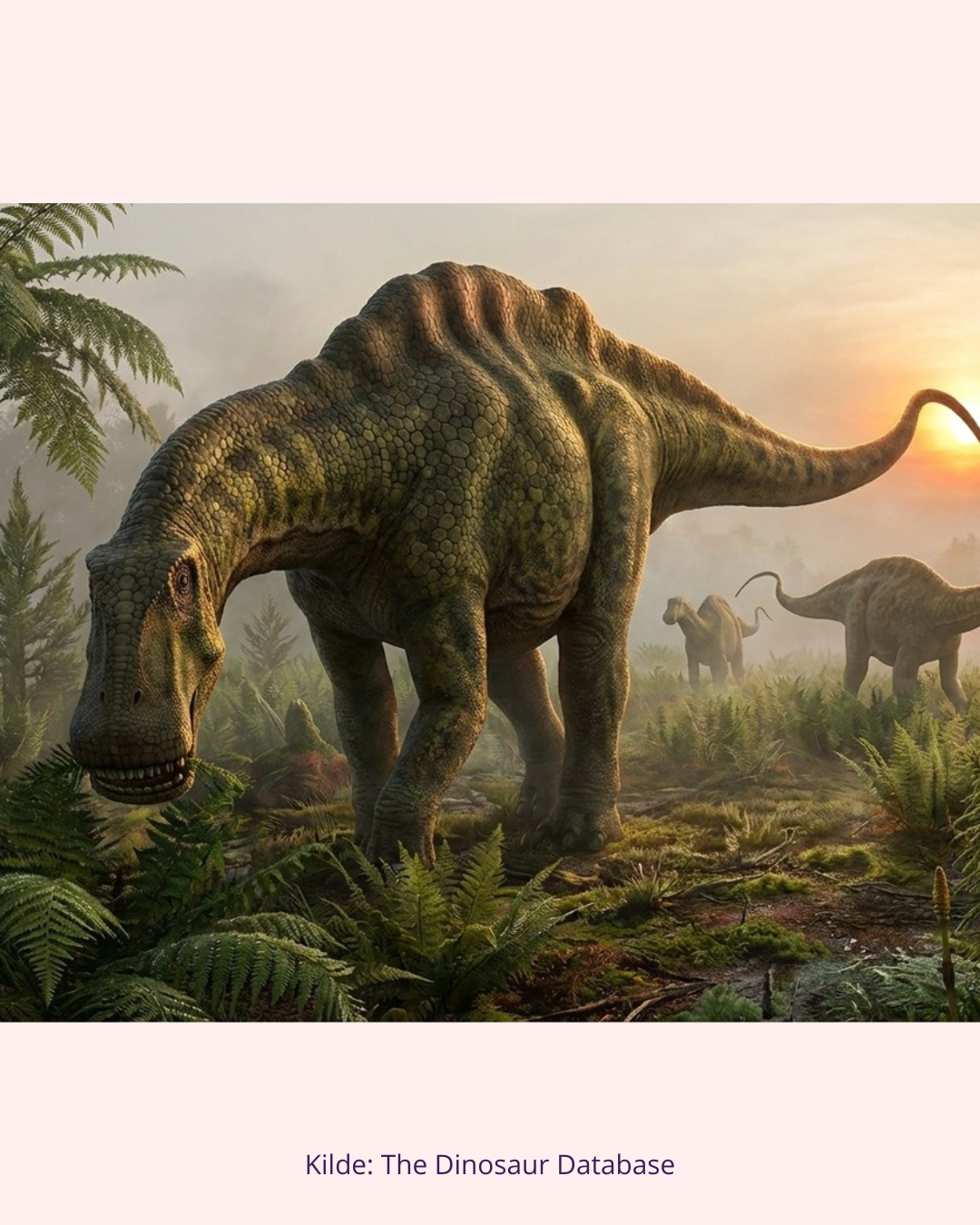 Rebbachisaurus Tand Fossil (Langhals) (Nr. 1)