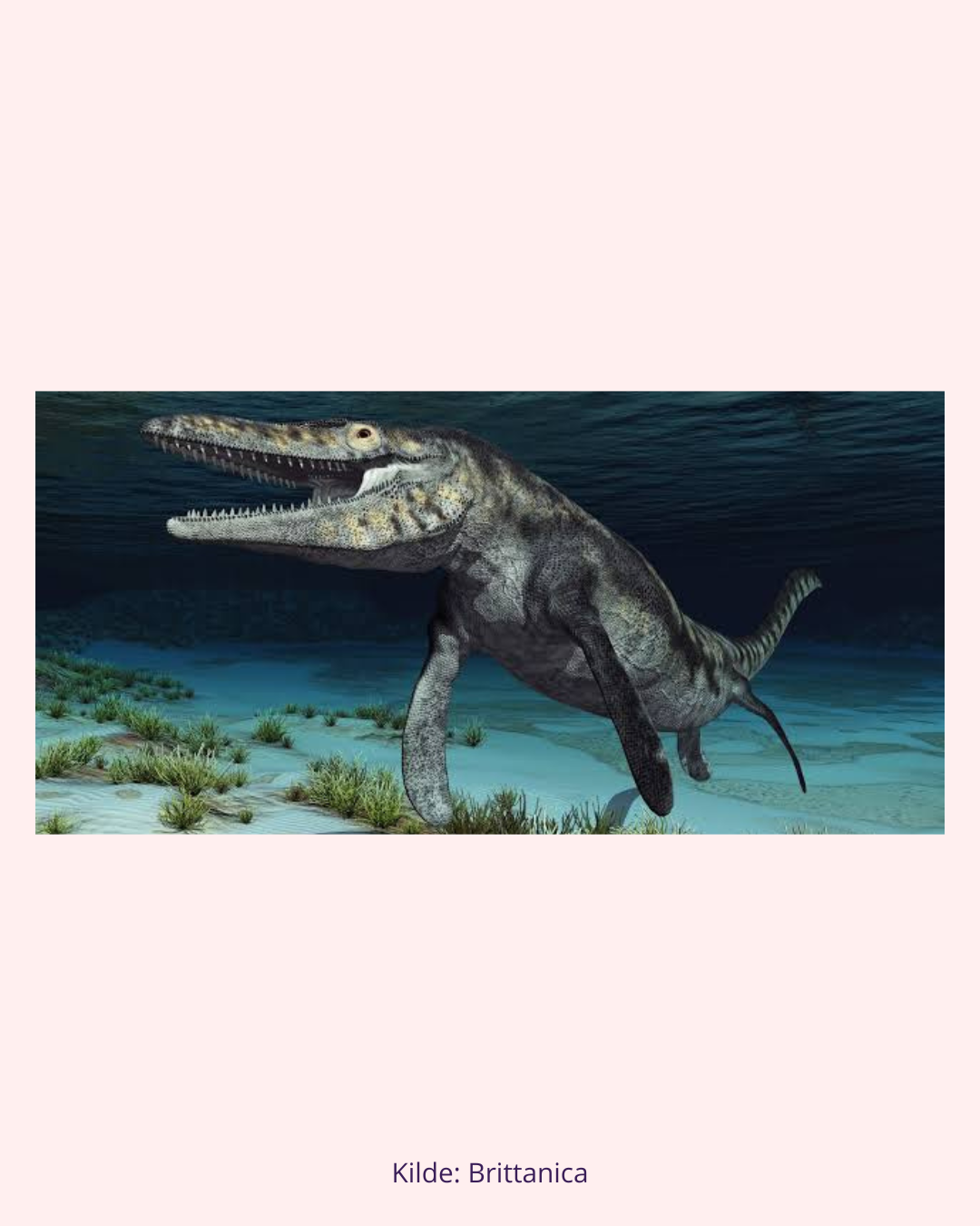 Mosasaurus Tand Fossil i Matrix (Nr. 3)