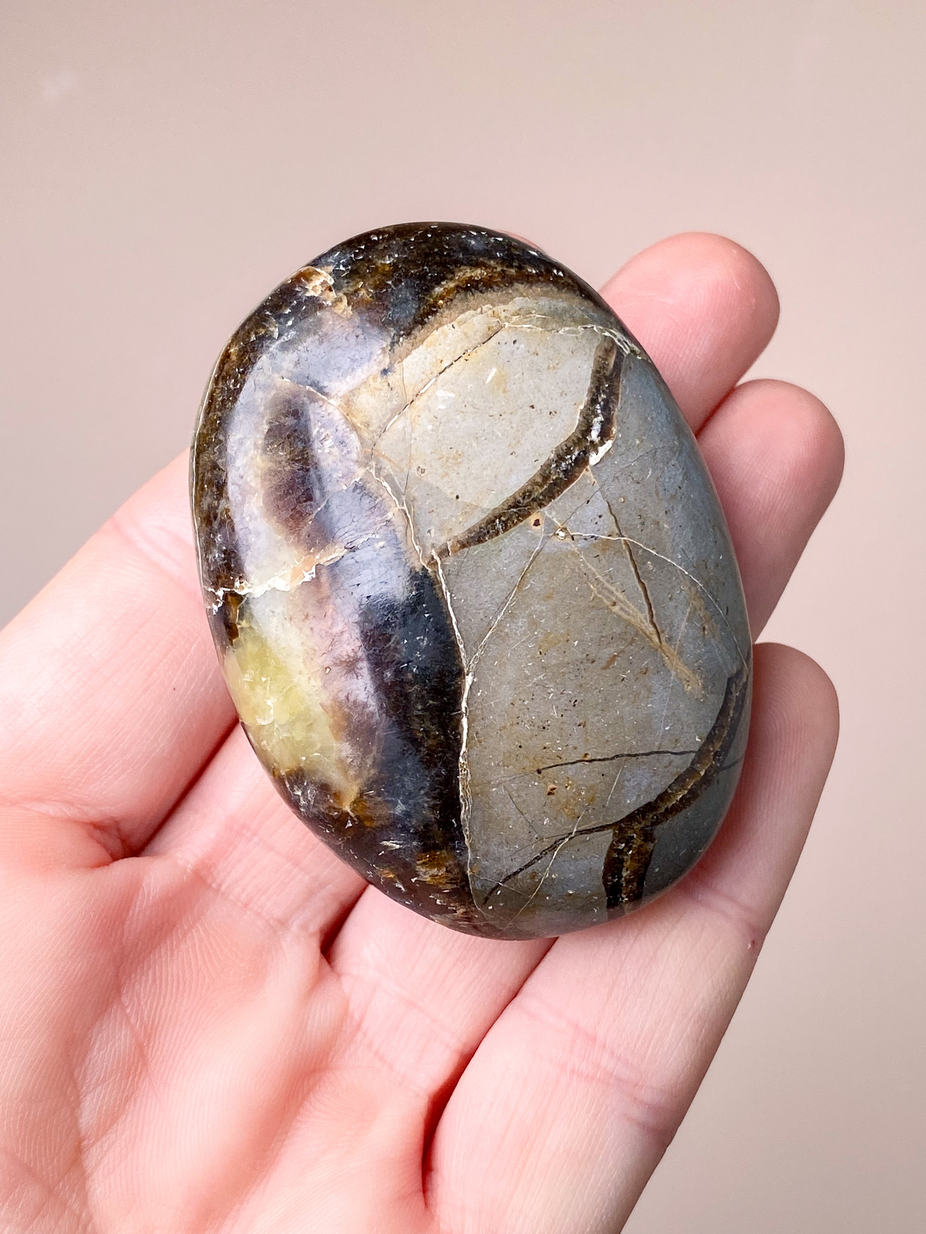 Septarie Palmstone (Nr. 4)