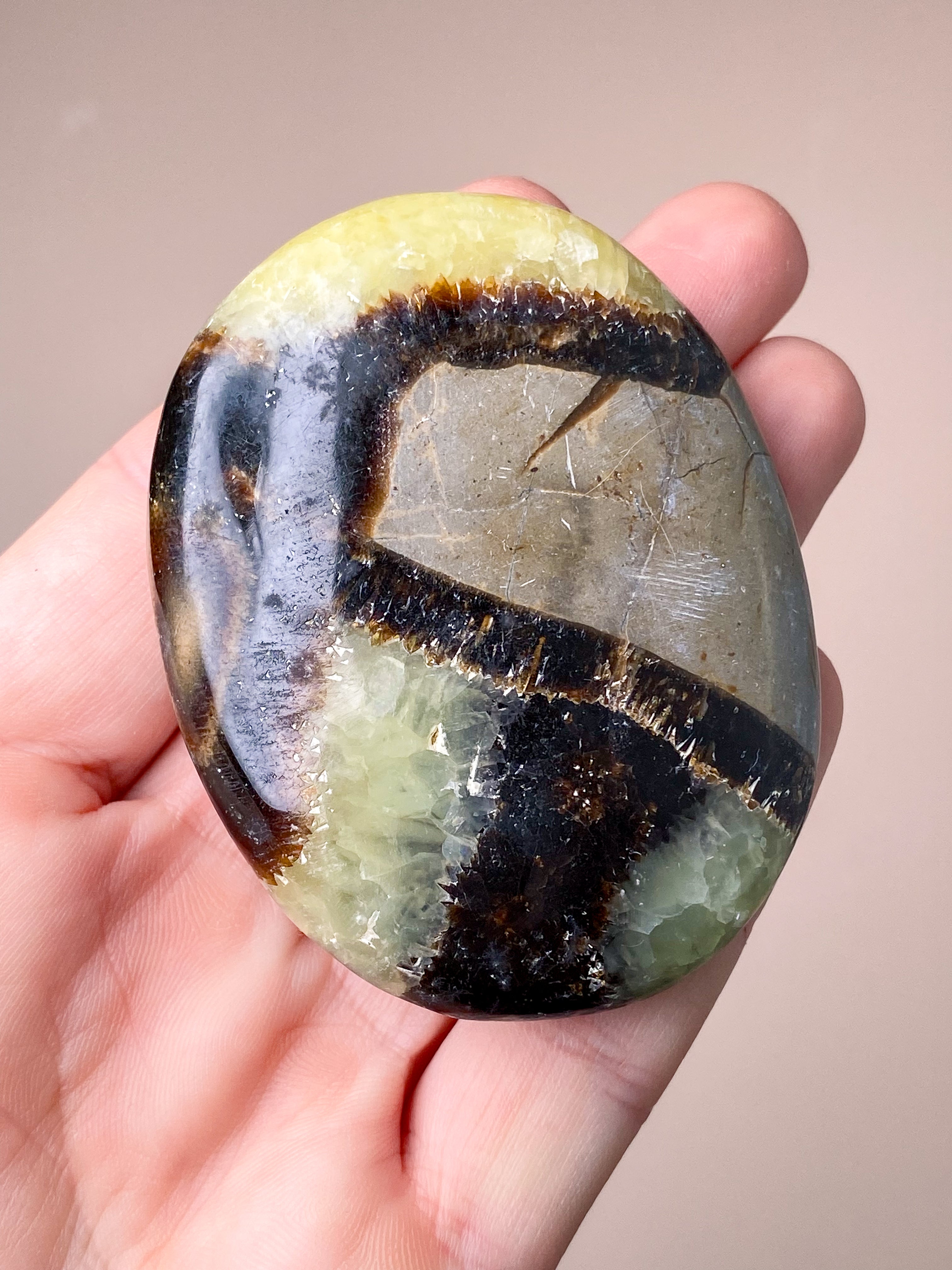 Septarie Palmstone (Nr. 7)