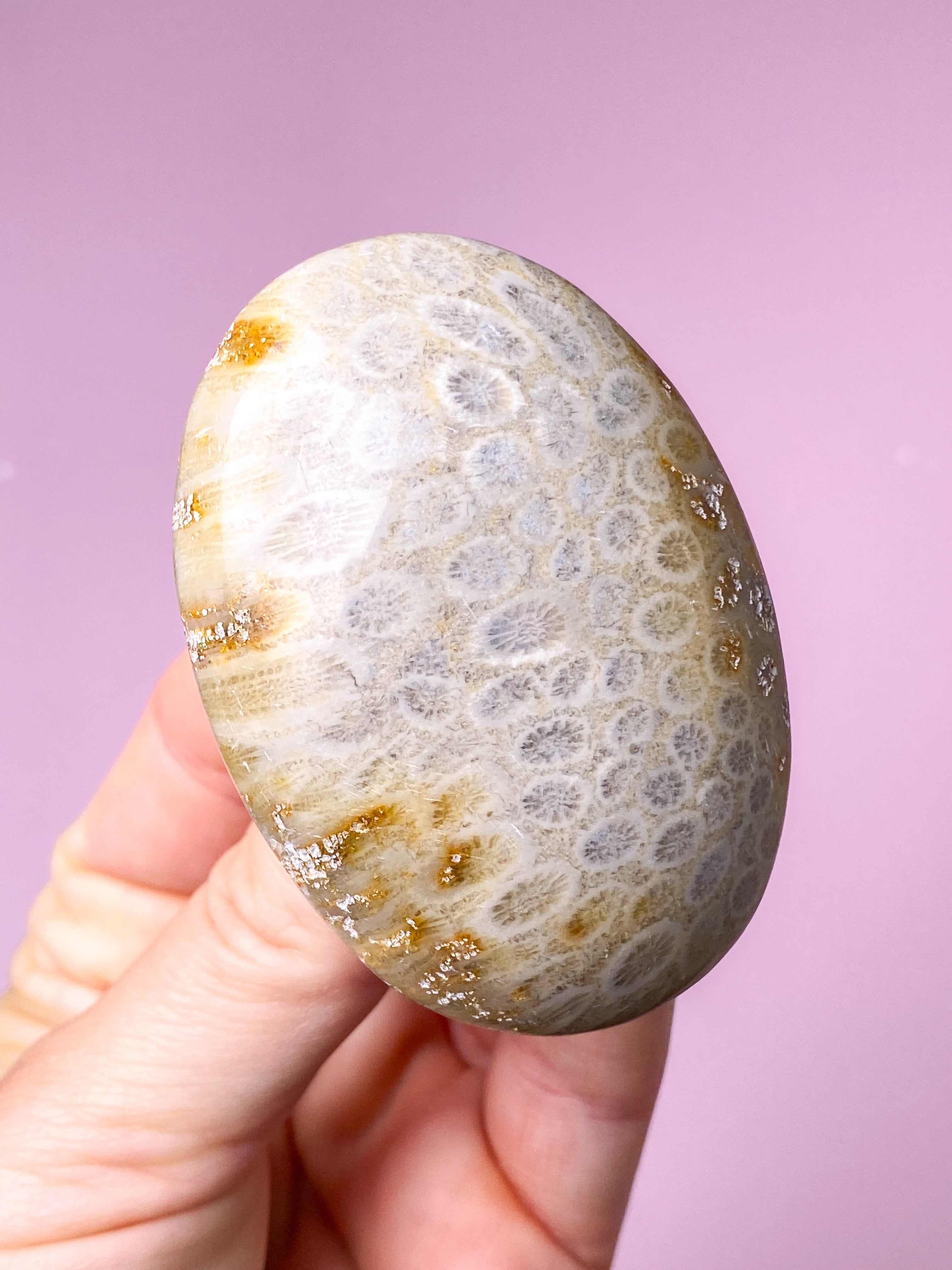 Koralrods Fossil Palmstone (Nr. 1)