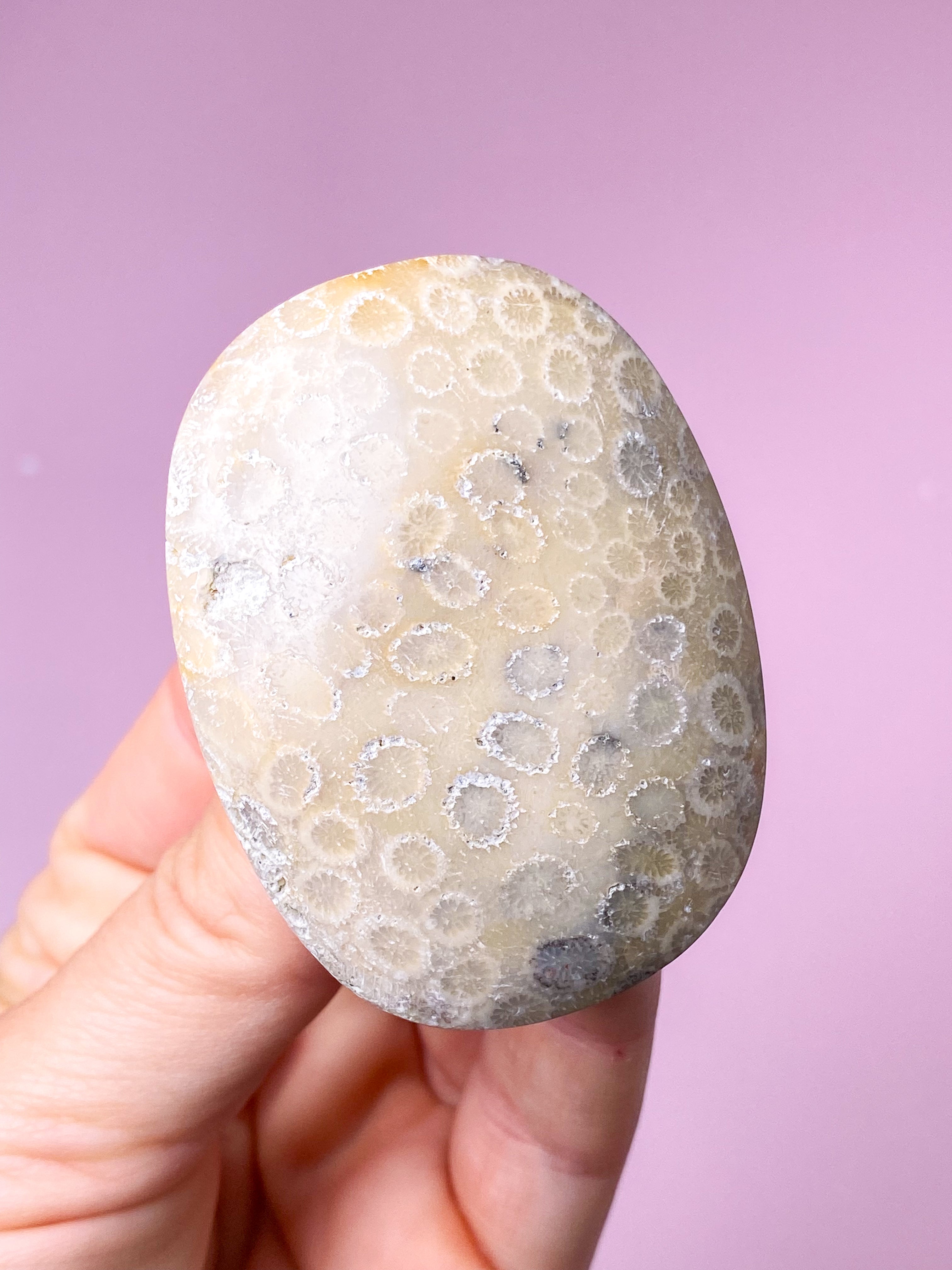 Koralrods Fossil Palmstone (Nr. 2)