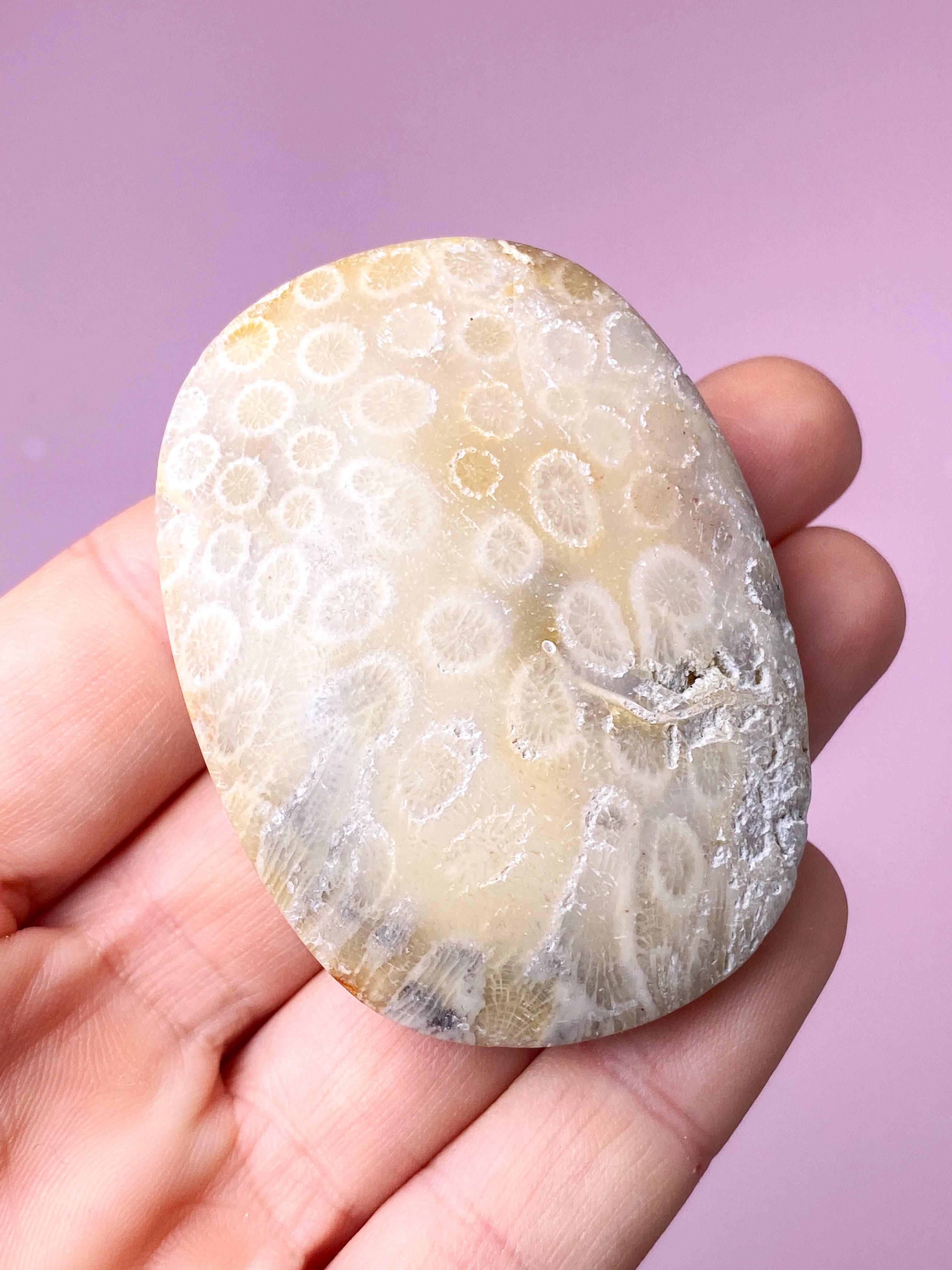 Koralrods Fossil Palmstone (Nr. 2)