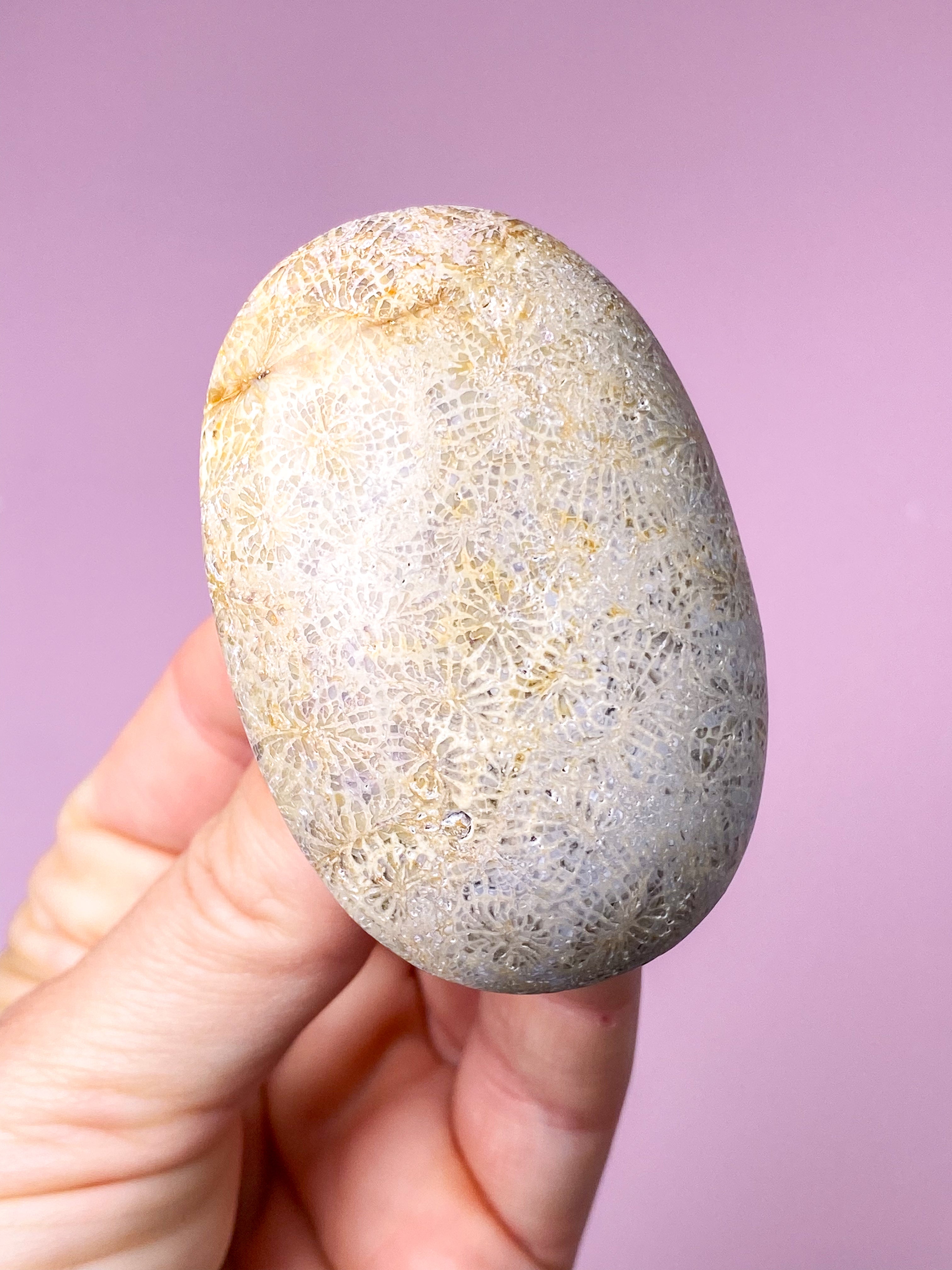 Koralrods Fossil Palmstone (Nr. 3)