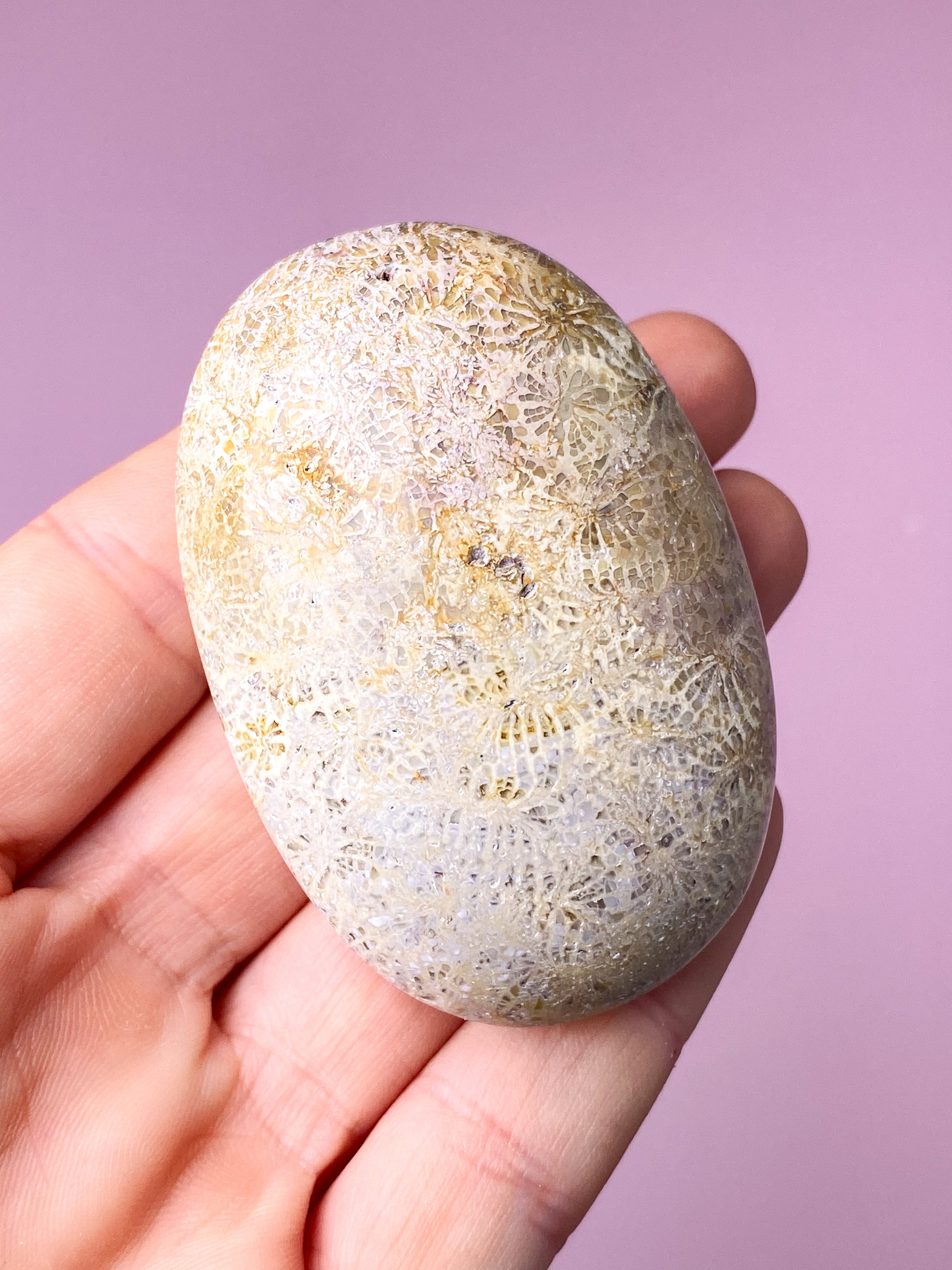 Koralrods Fossil Palmstone (Nr. 3)