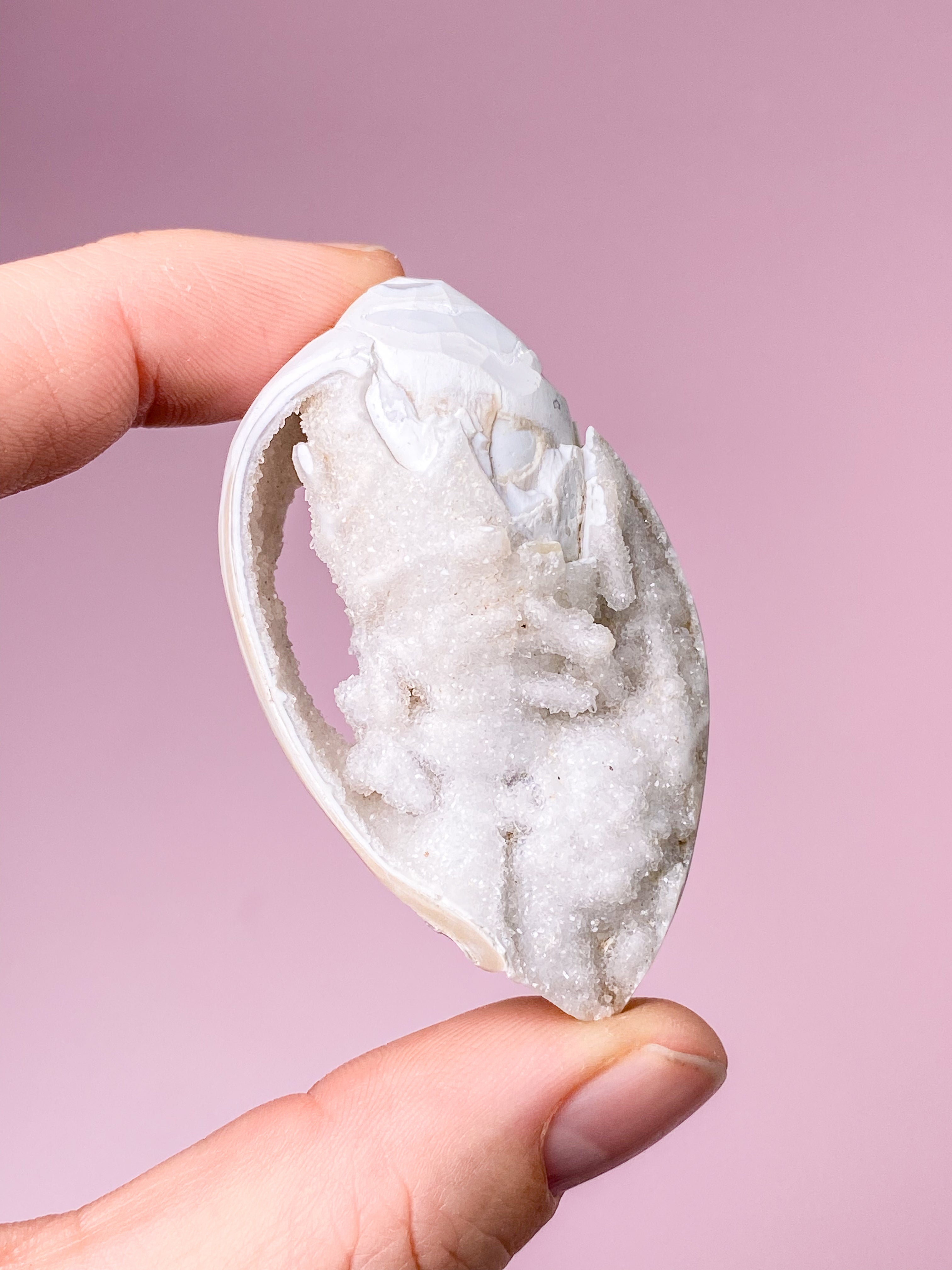 Druzy Konkylie Fossil (Nr. 24)