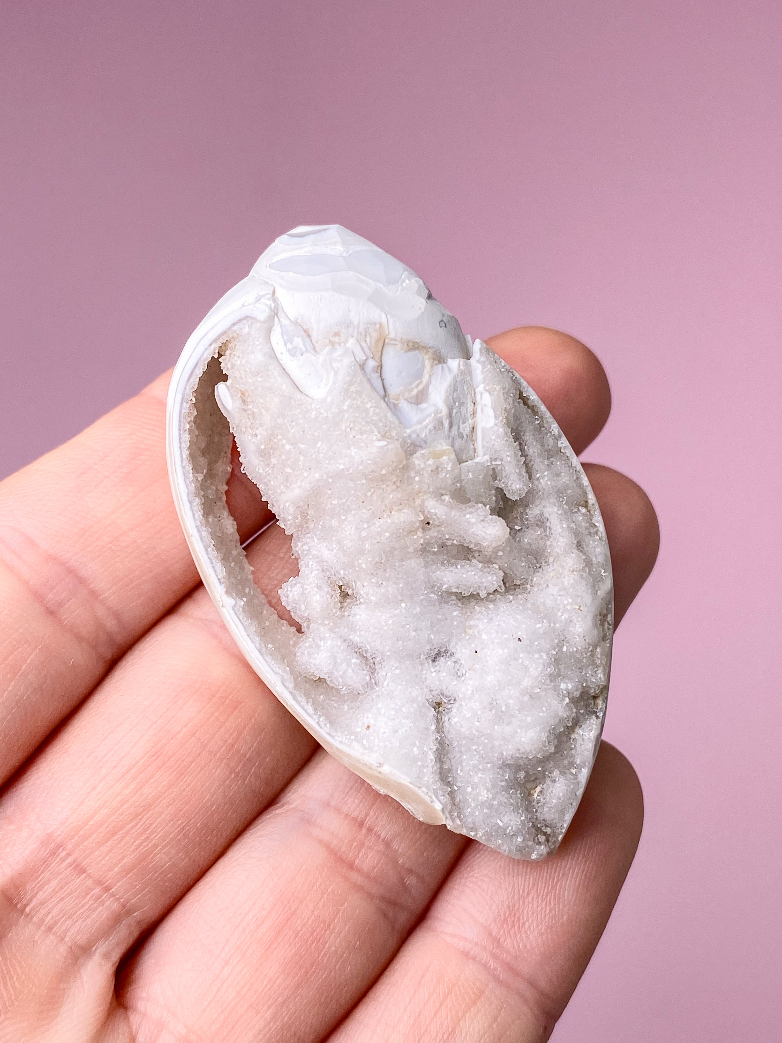 Druzy Konkylie Fossil (Nr. 24)