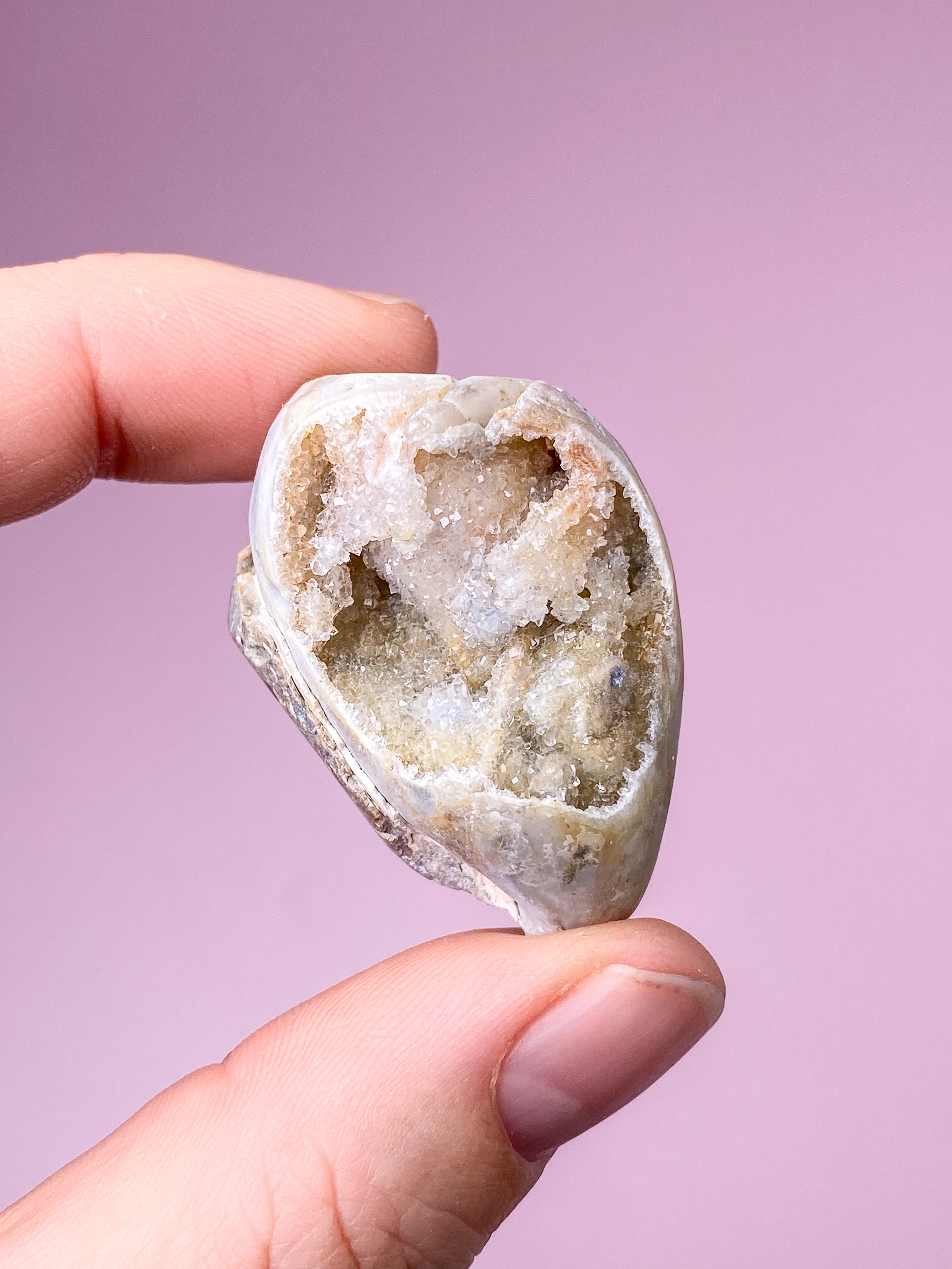 Druzy Konkylie Fossil (Nr. 25)