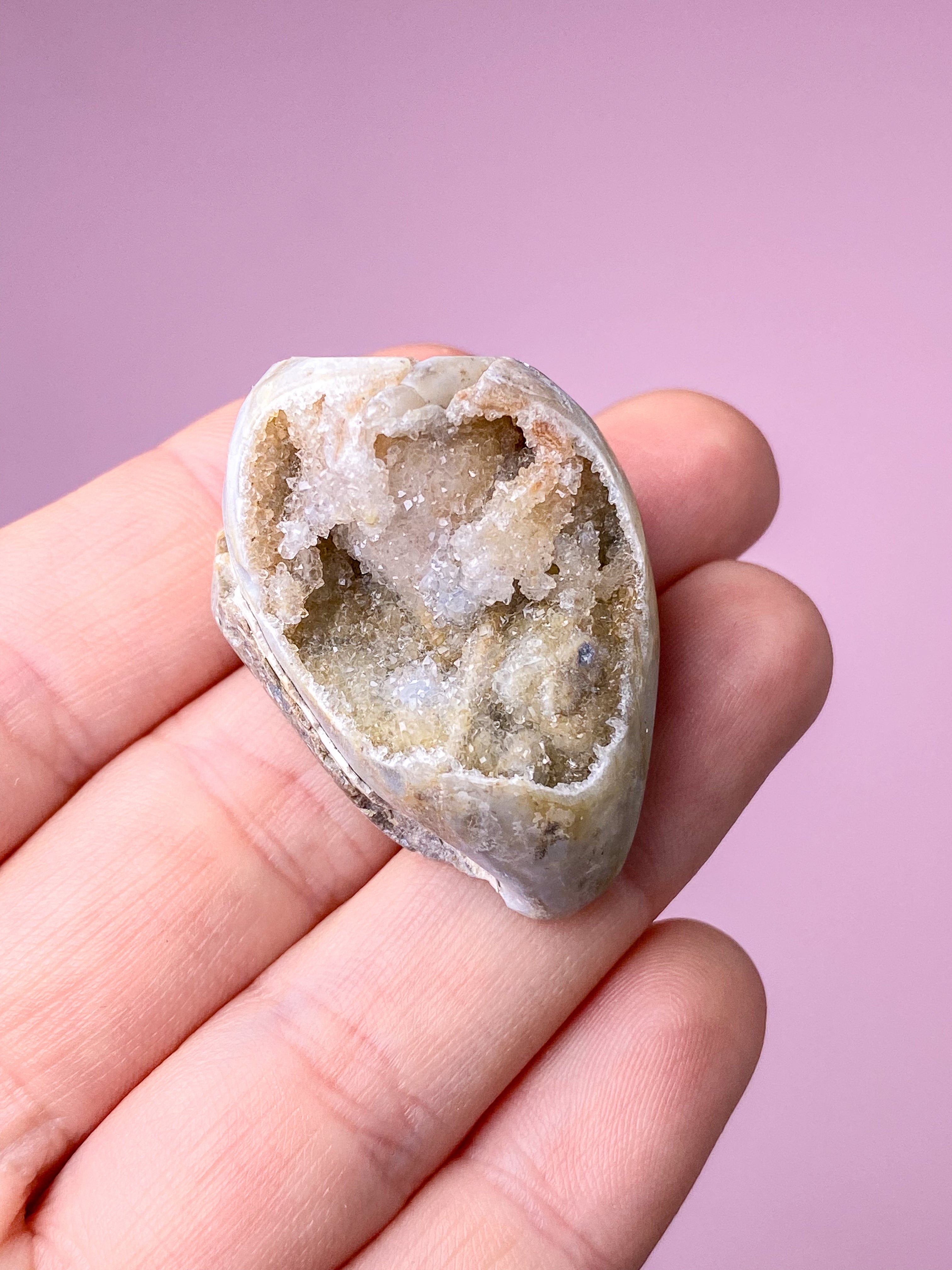 Druzy Conch Fossil (No. 25)