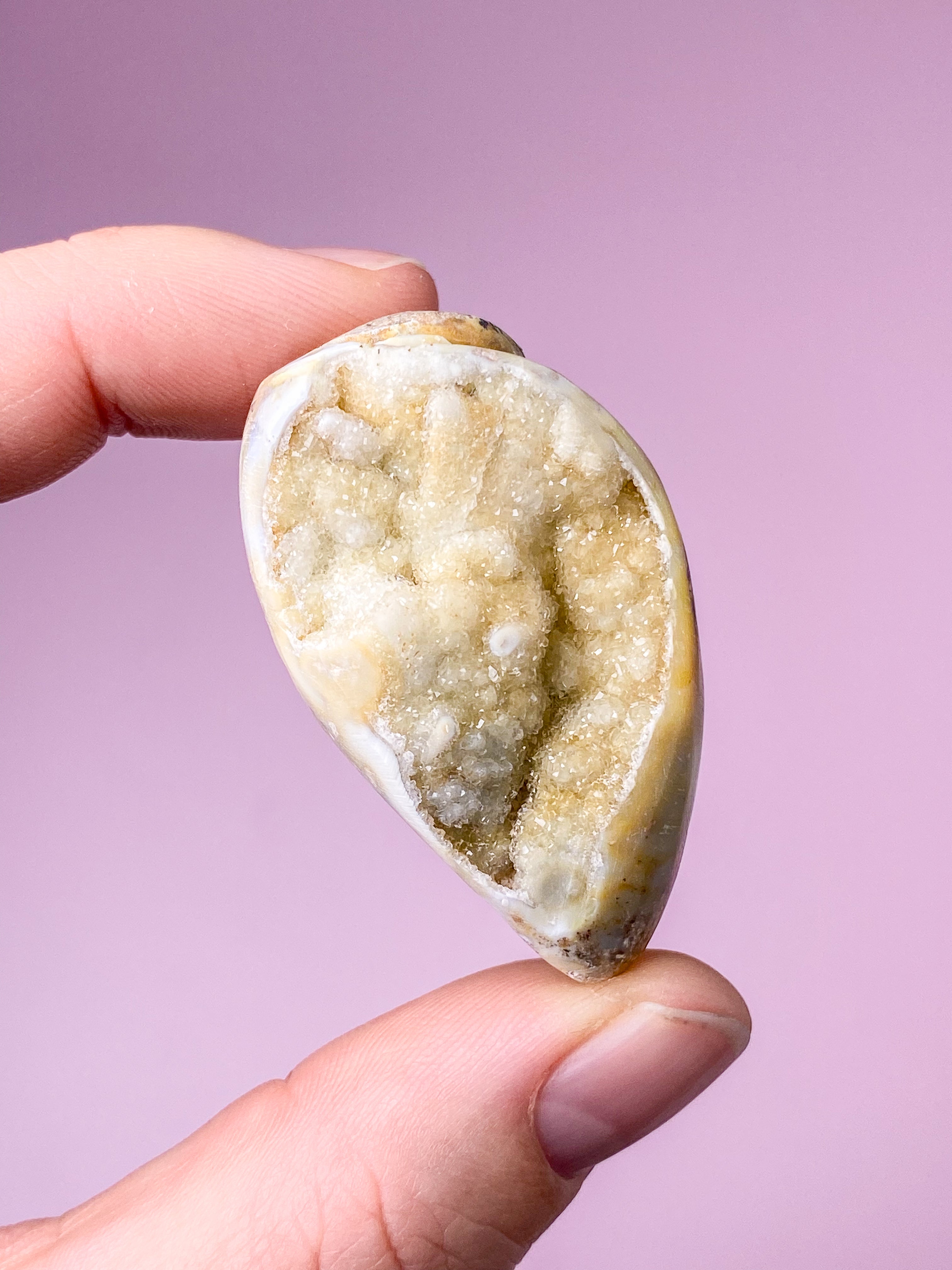 Druzy Konkylie Fossil (Nr. 27)