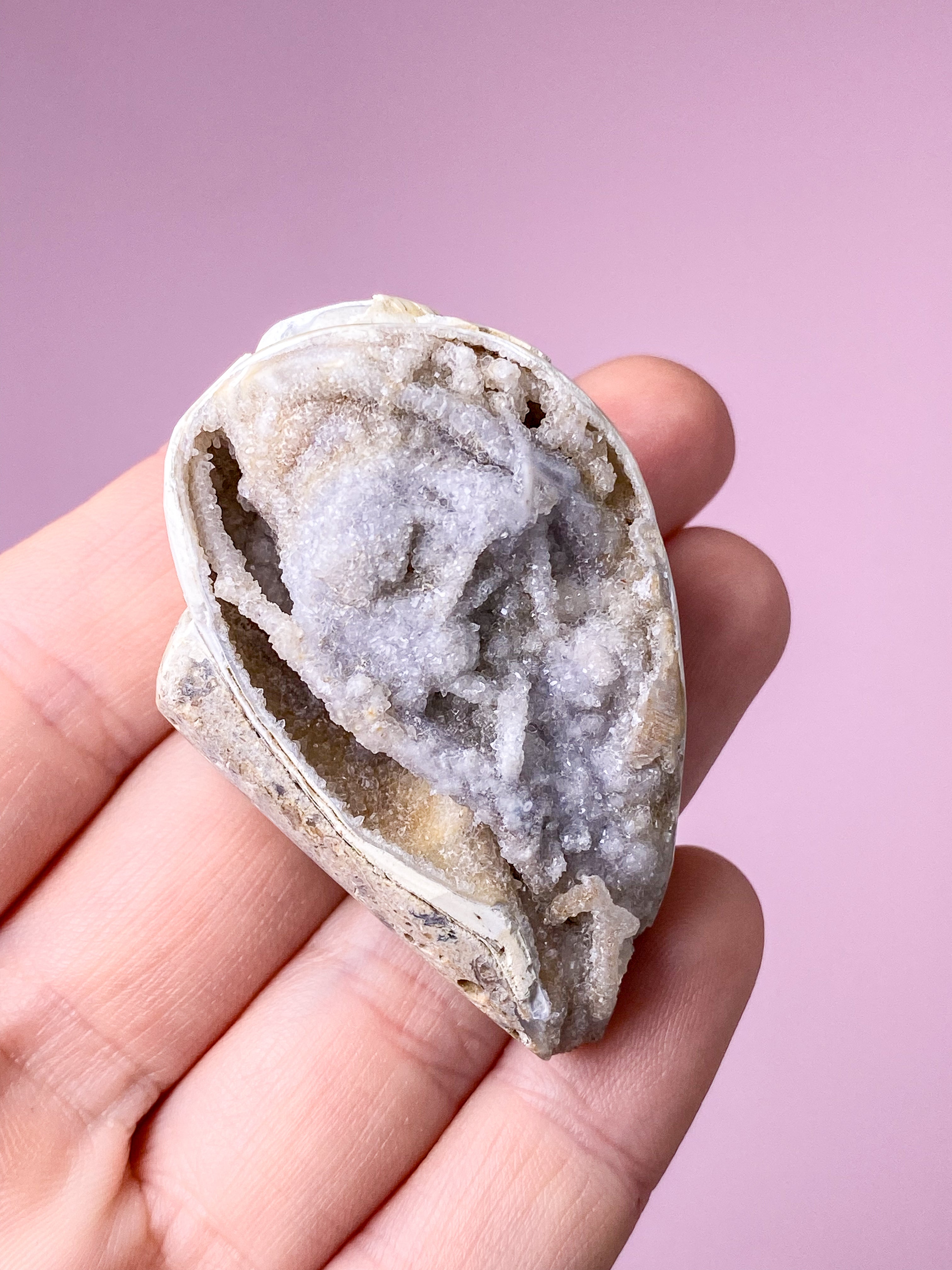 Druzy Konkylie Fossil (Nr. 29)