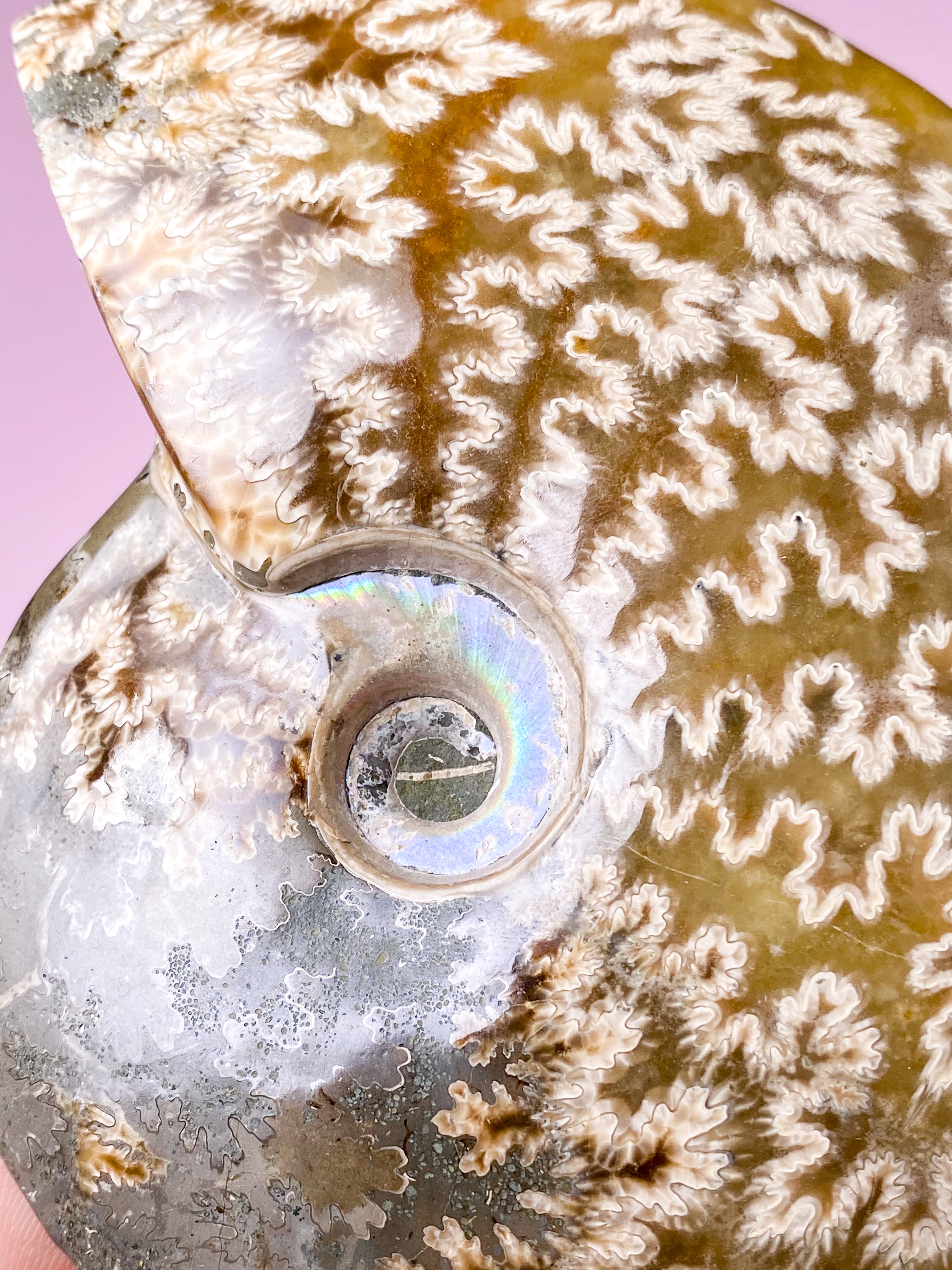 Jigsaw Ammonit (Nr. 1)