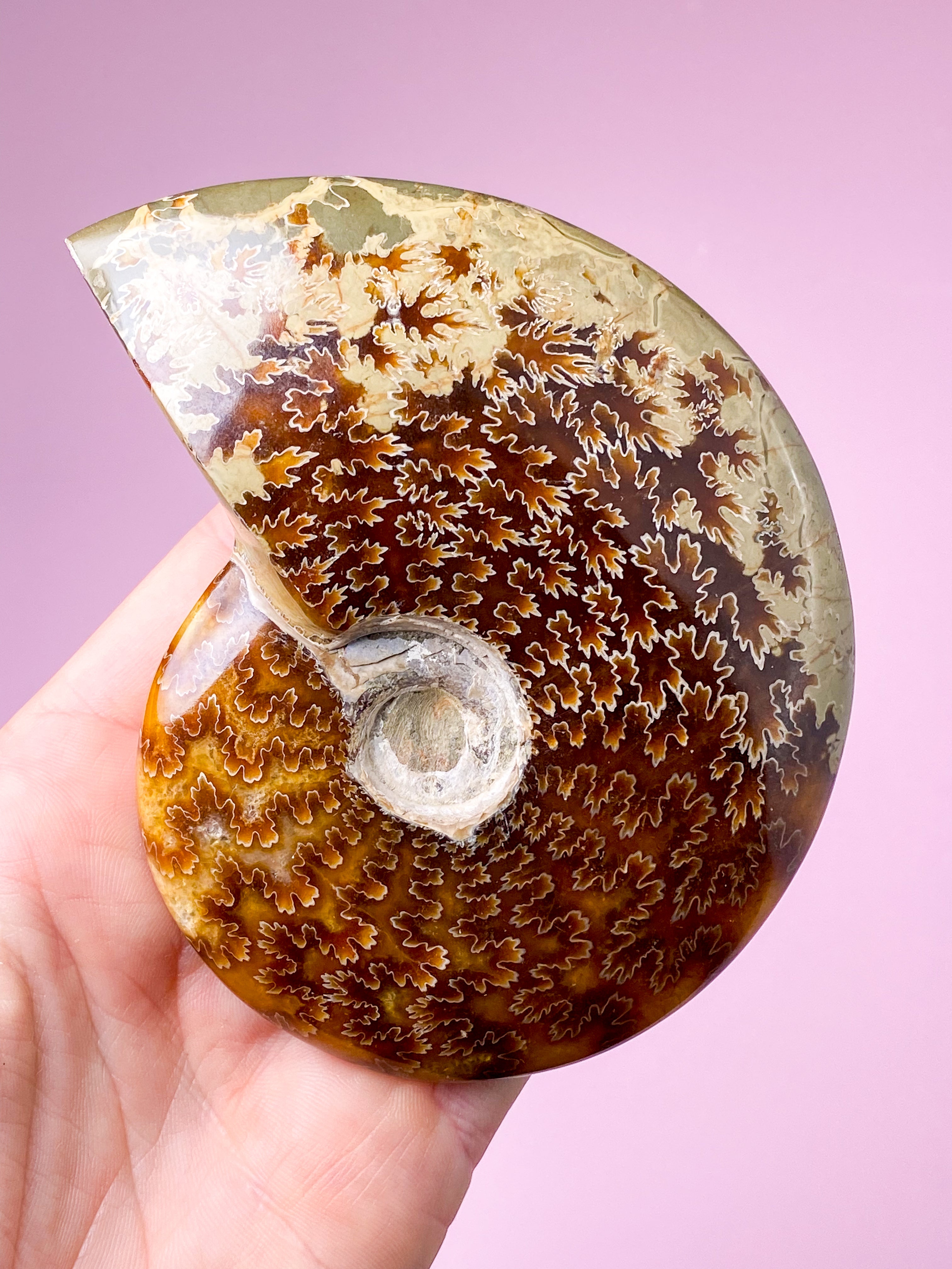 Jigsaw Ammonit (Nr. 2)