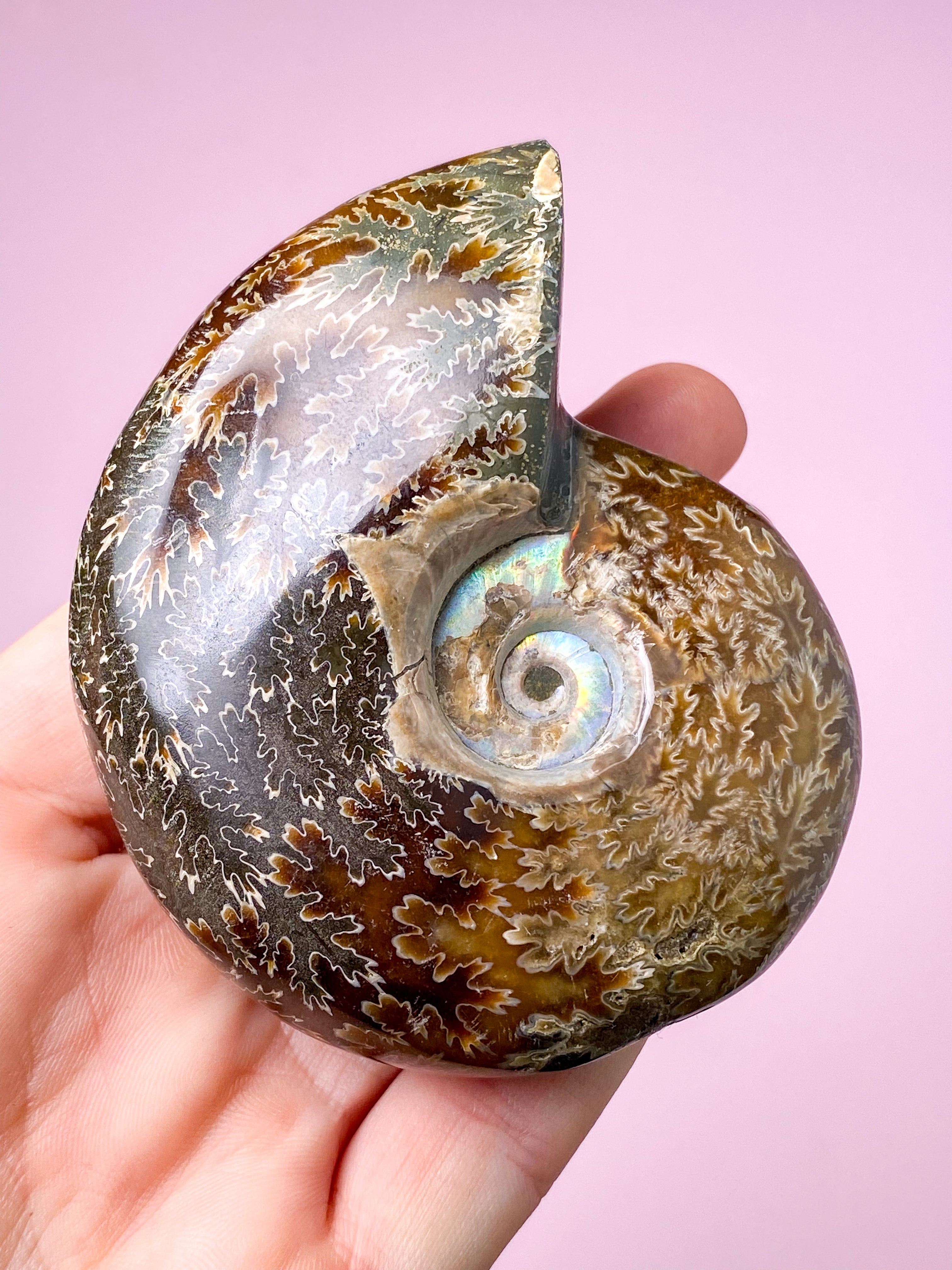 Jigsaw Ammonit (Nr. 3)