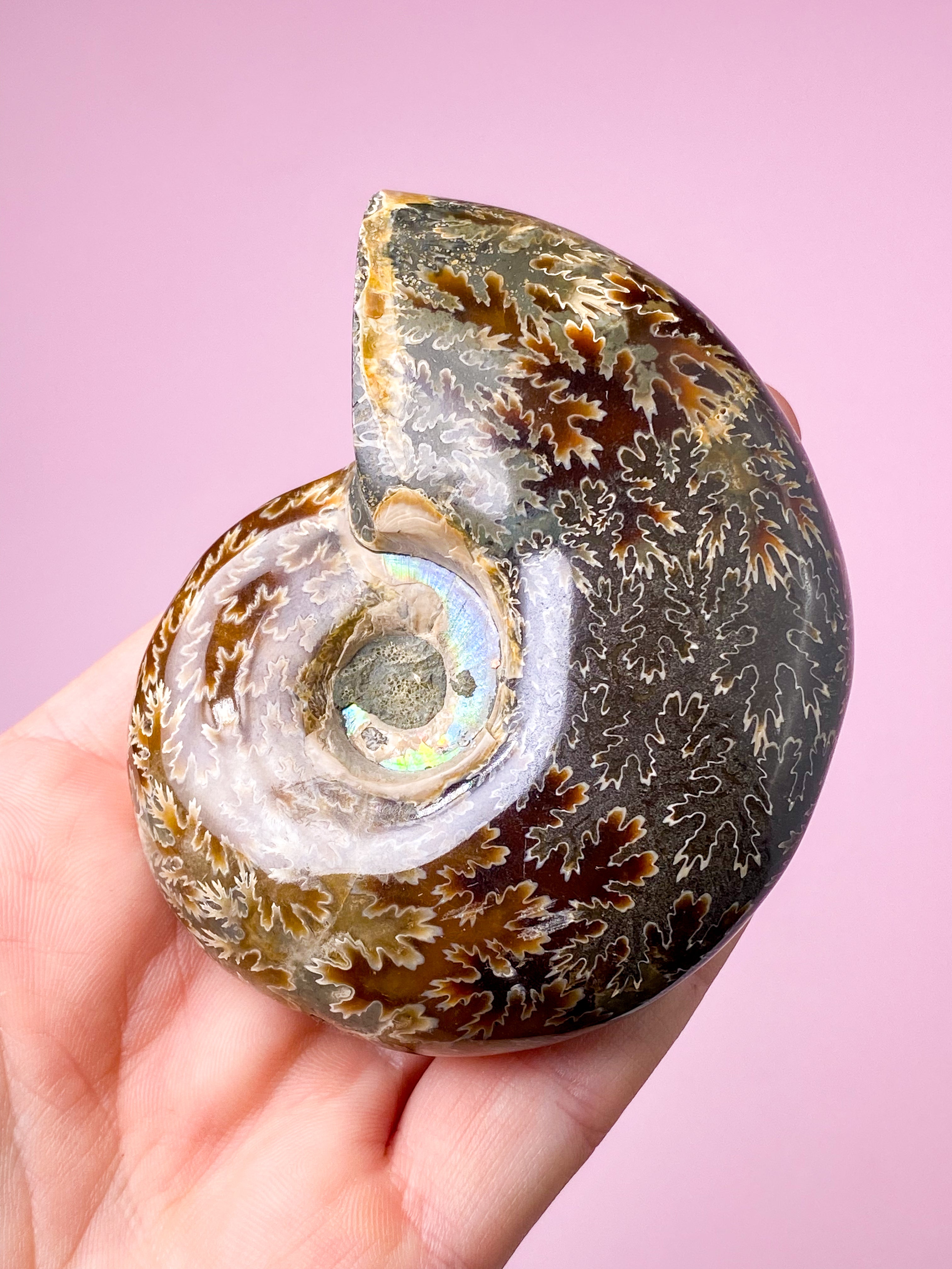 Jigsaw Ammonit (Nr. 3)