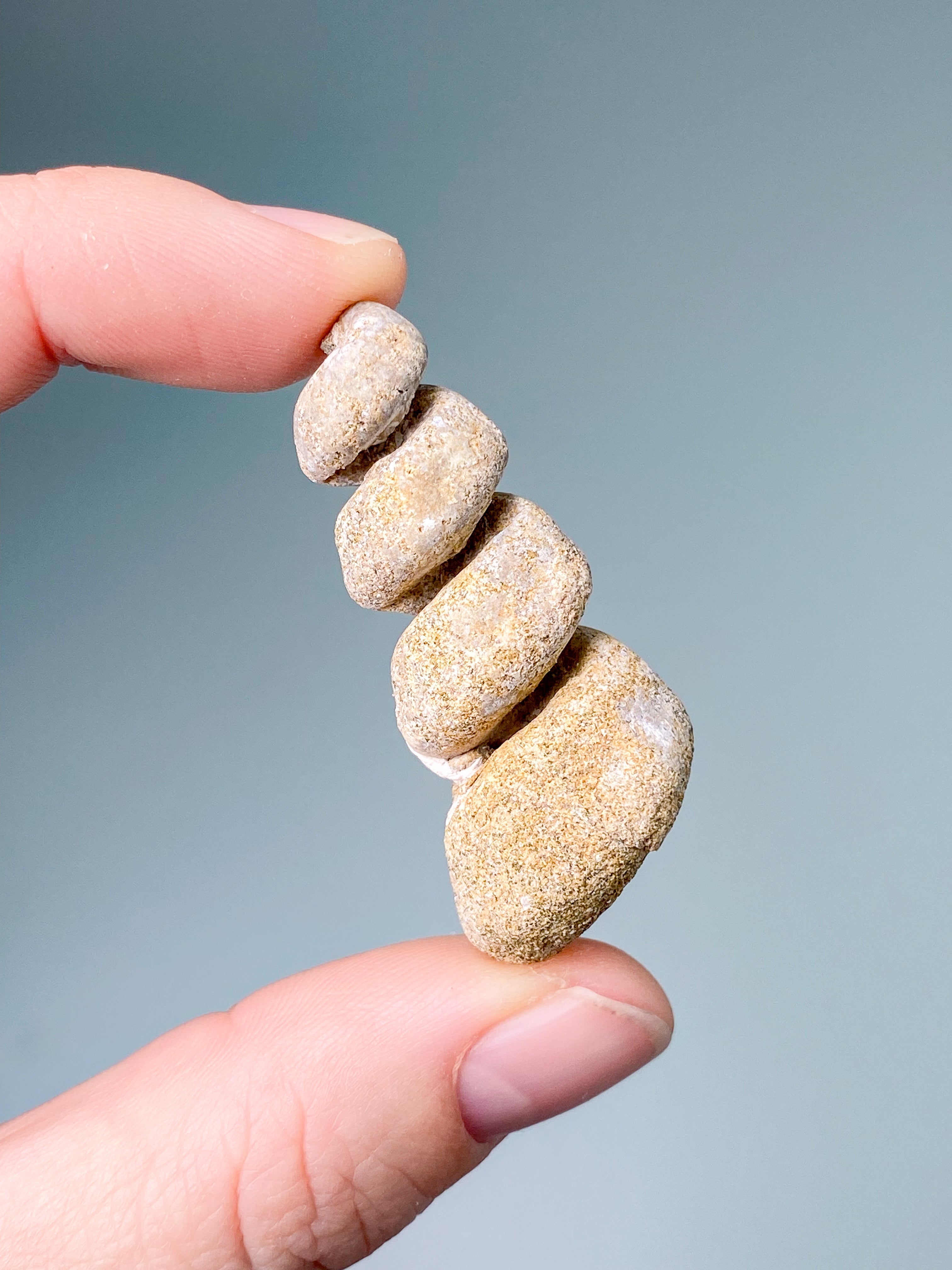 Turritella Fossil (Nr. 3)