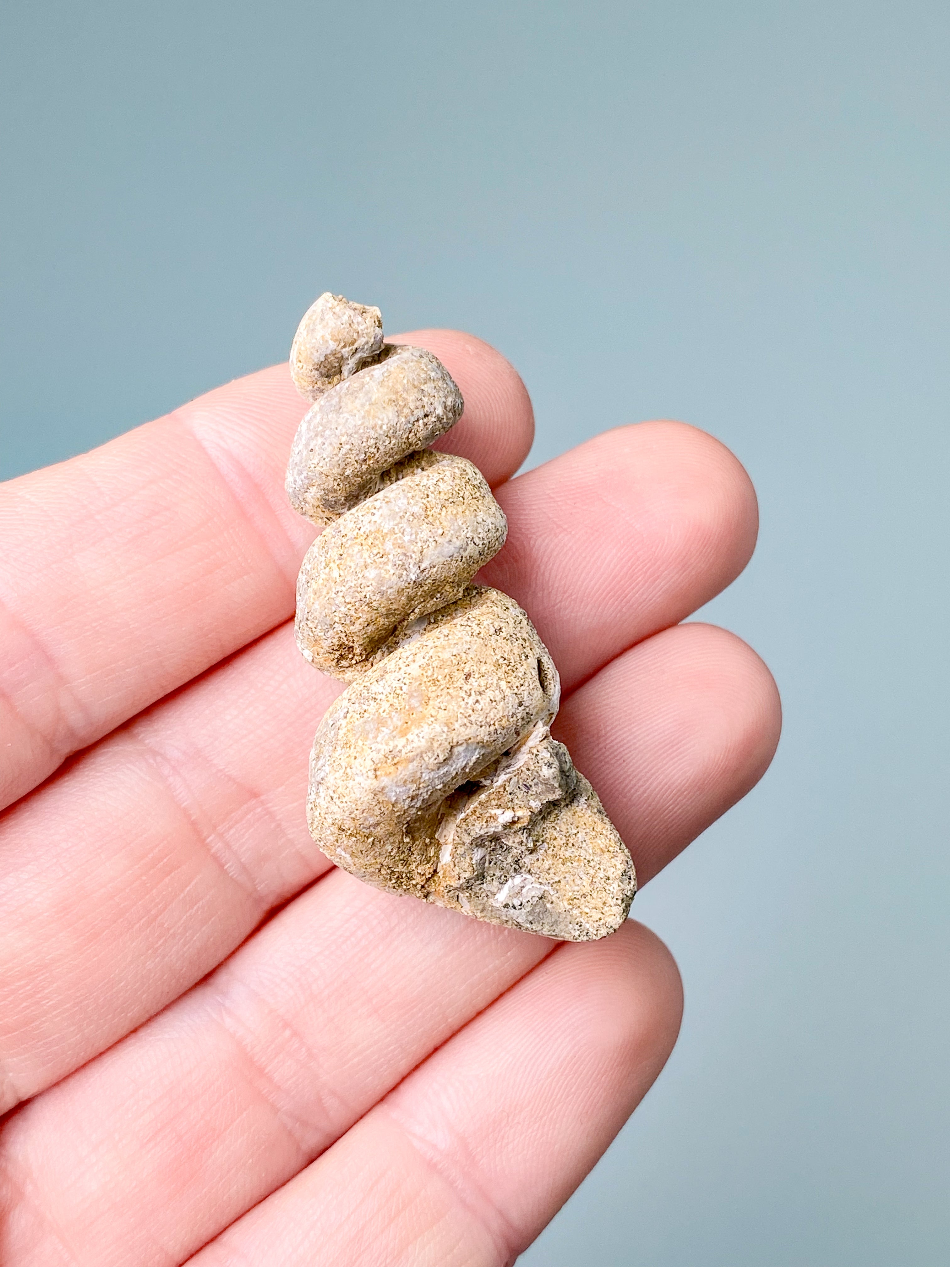 Turritella Fossil (Nr. 3)