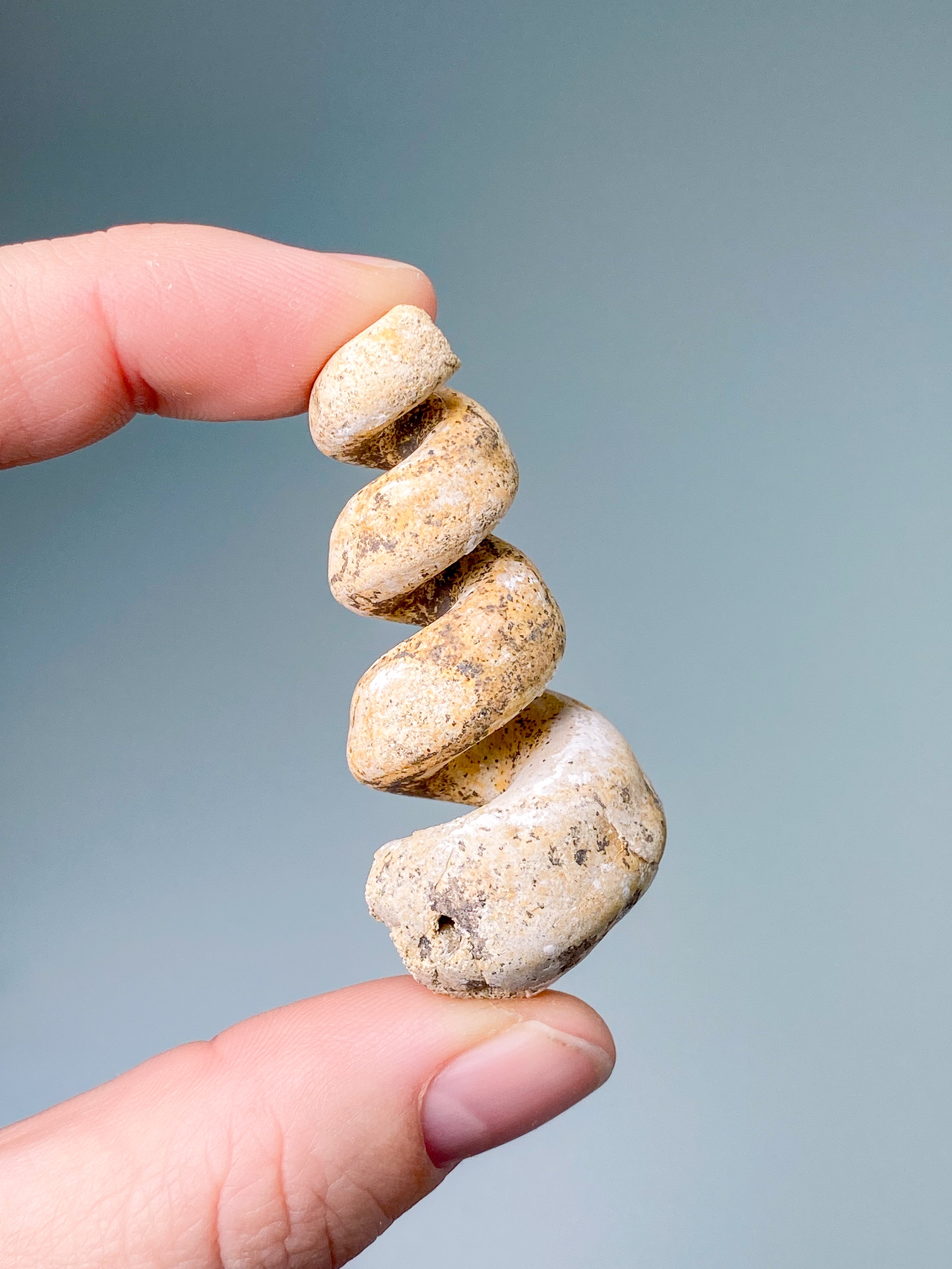 Turritella Fossil (Nr. 5)