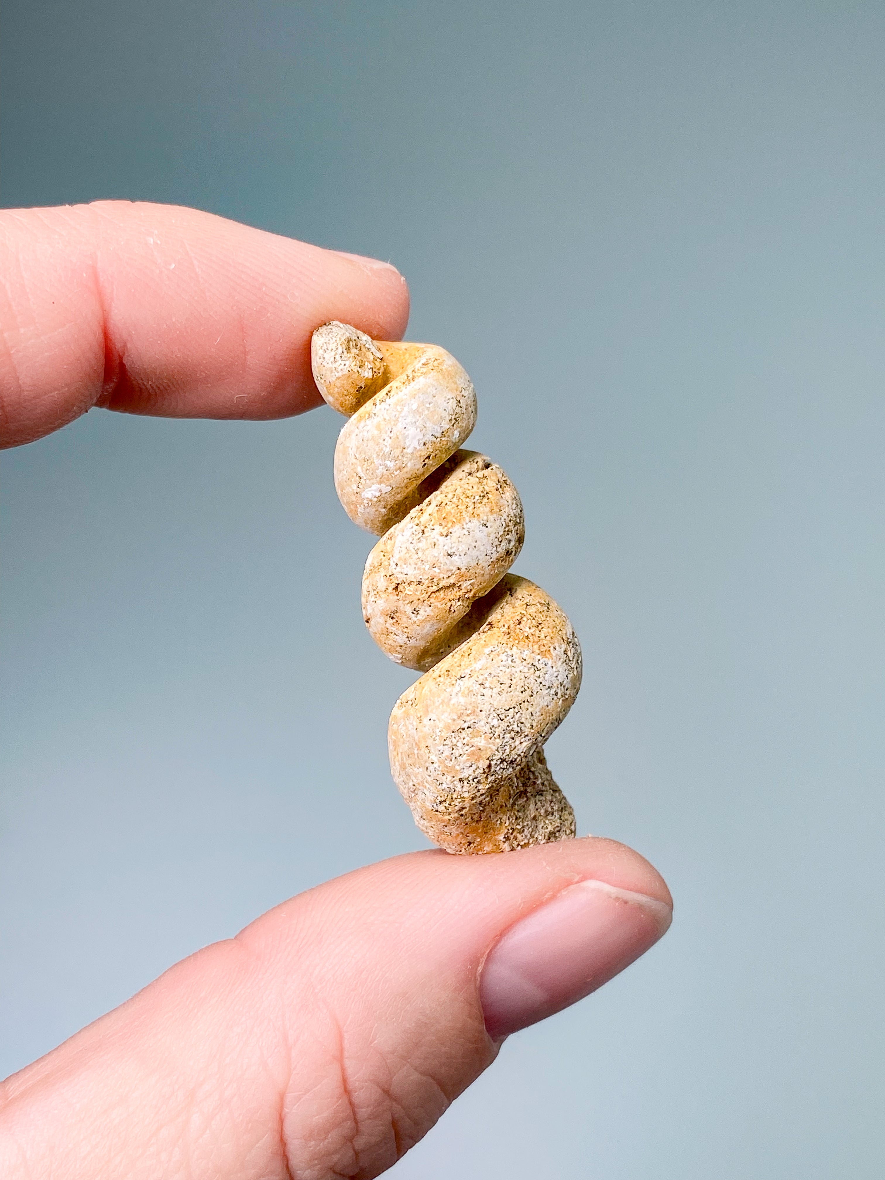 Turritella Fossil (Nr. 7)