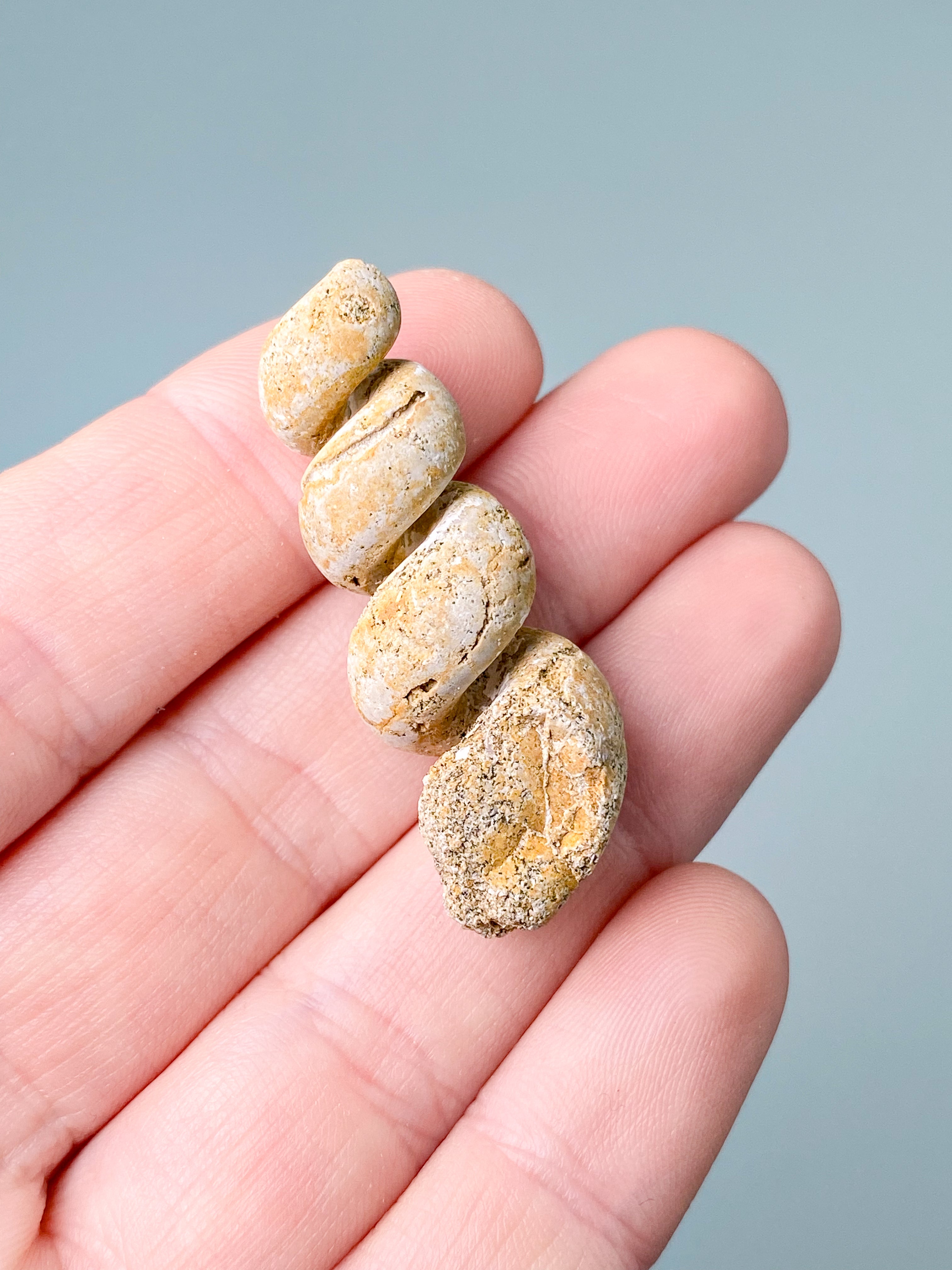 Turritella Fossil (Nr. 7)