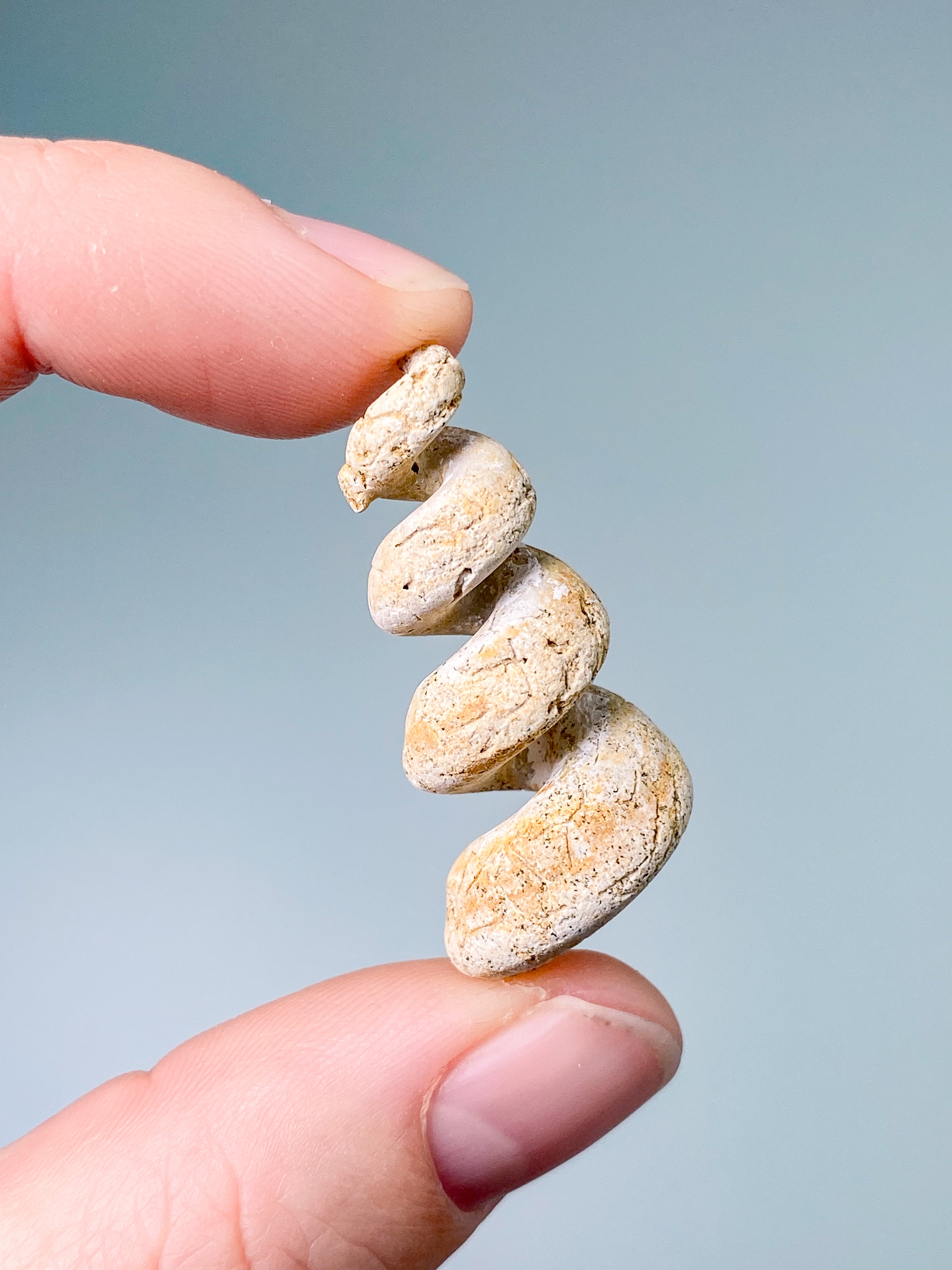 Turritella Fossil (Nr. 8)