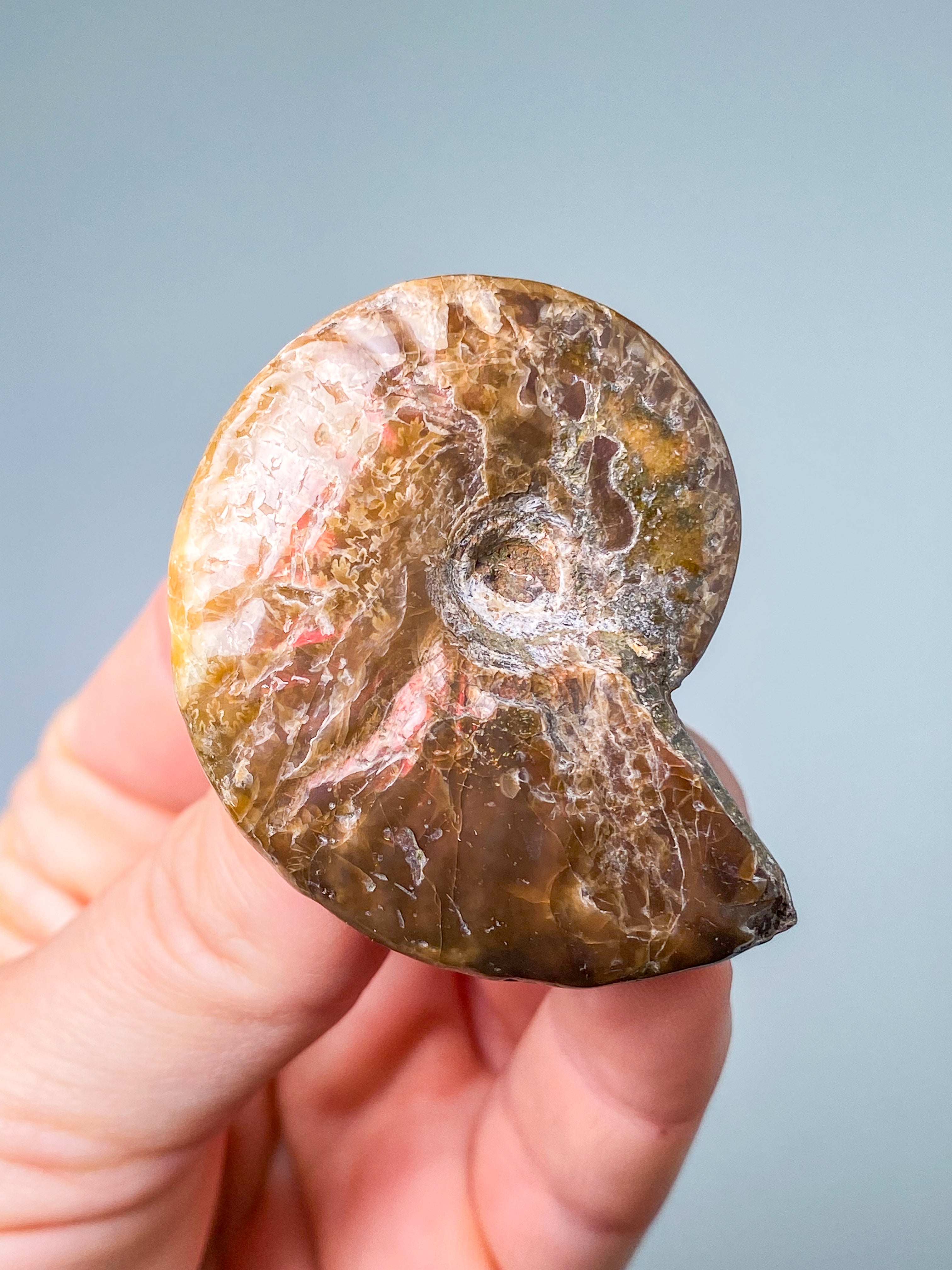 Rød Opaliseret Ammonit (Nr. 2)