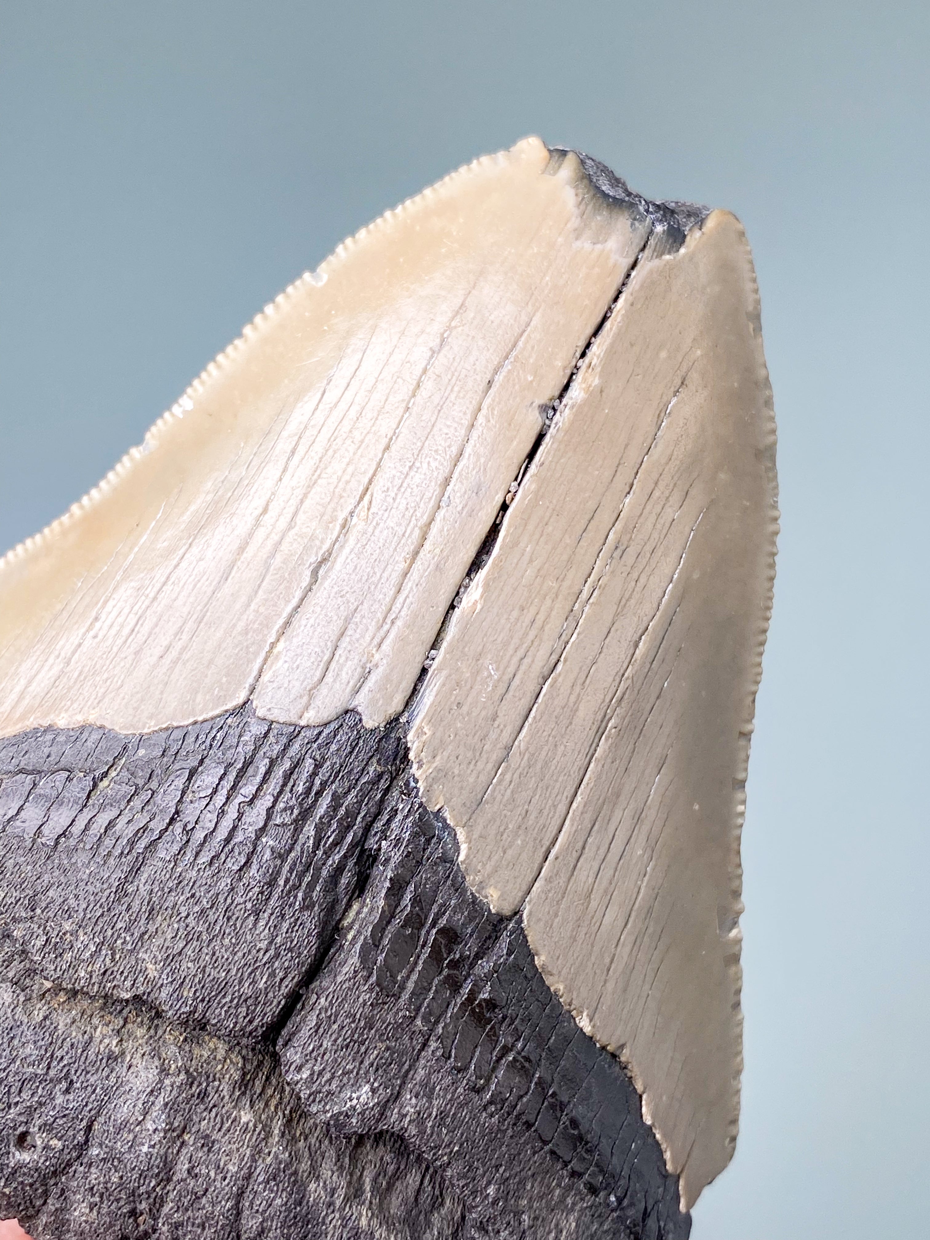 Megalodon Tand Fossil (Nr. 1)