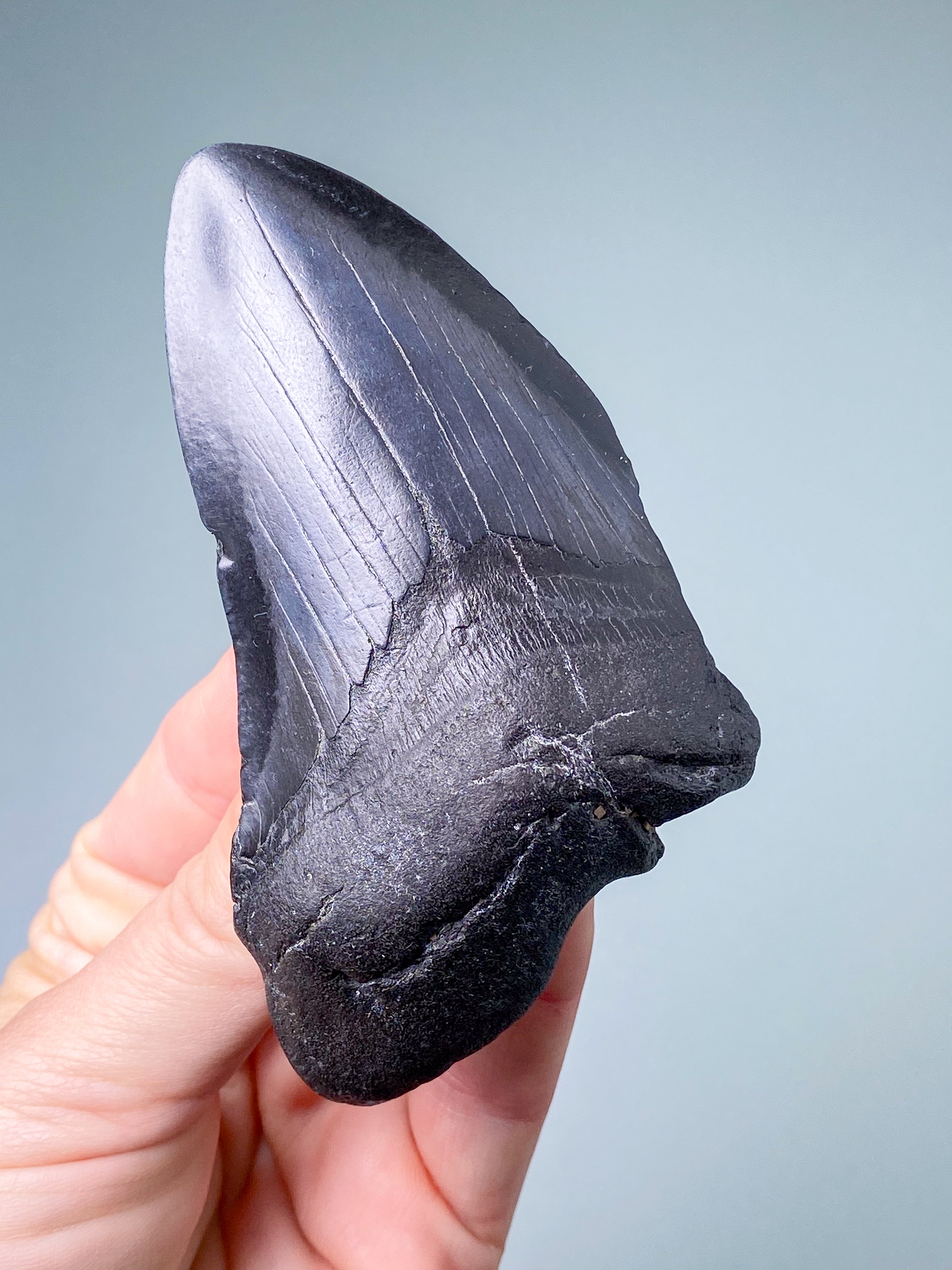 Megalodon Tand Fossil (Nr. 4)