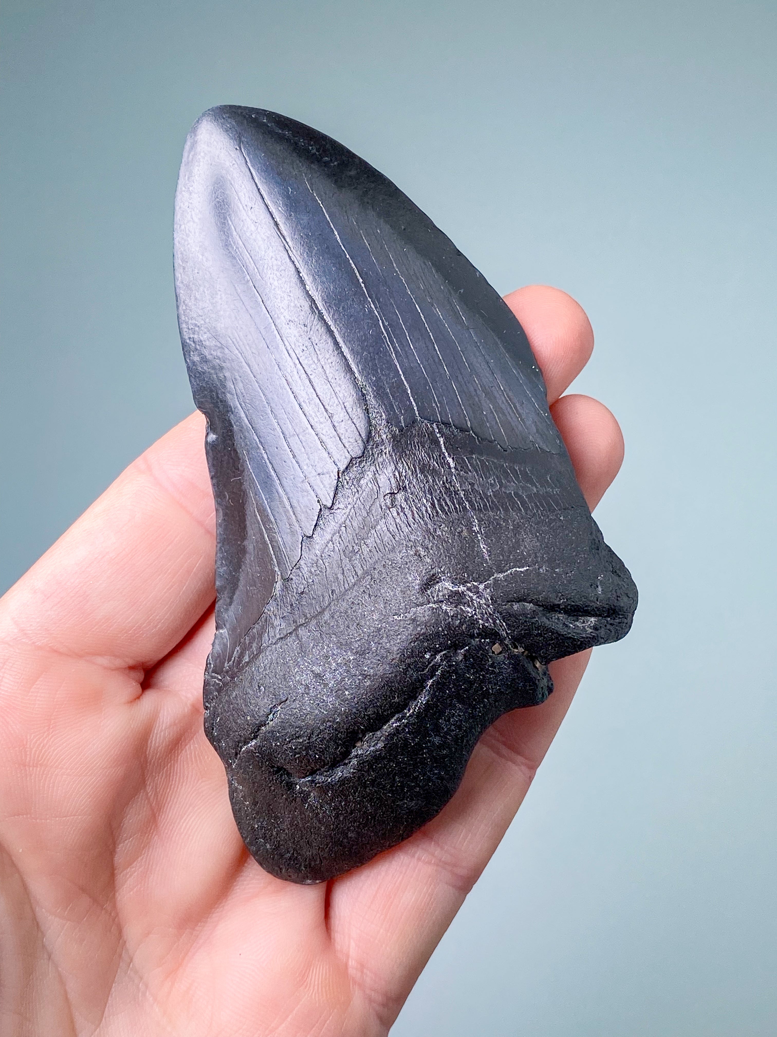 Megalodon-tandfossil (nr 4)