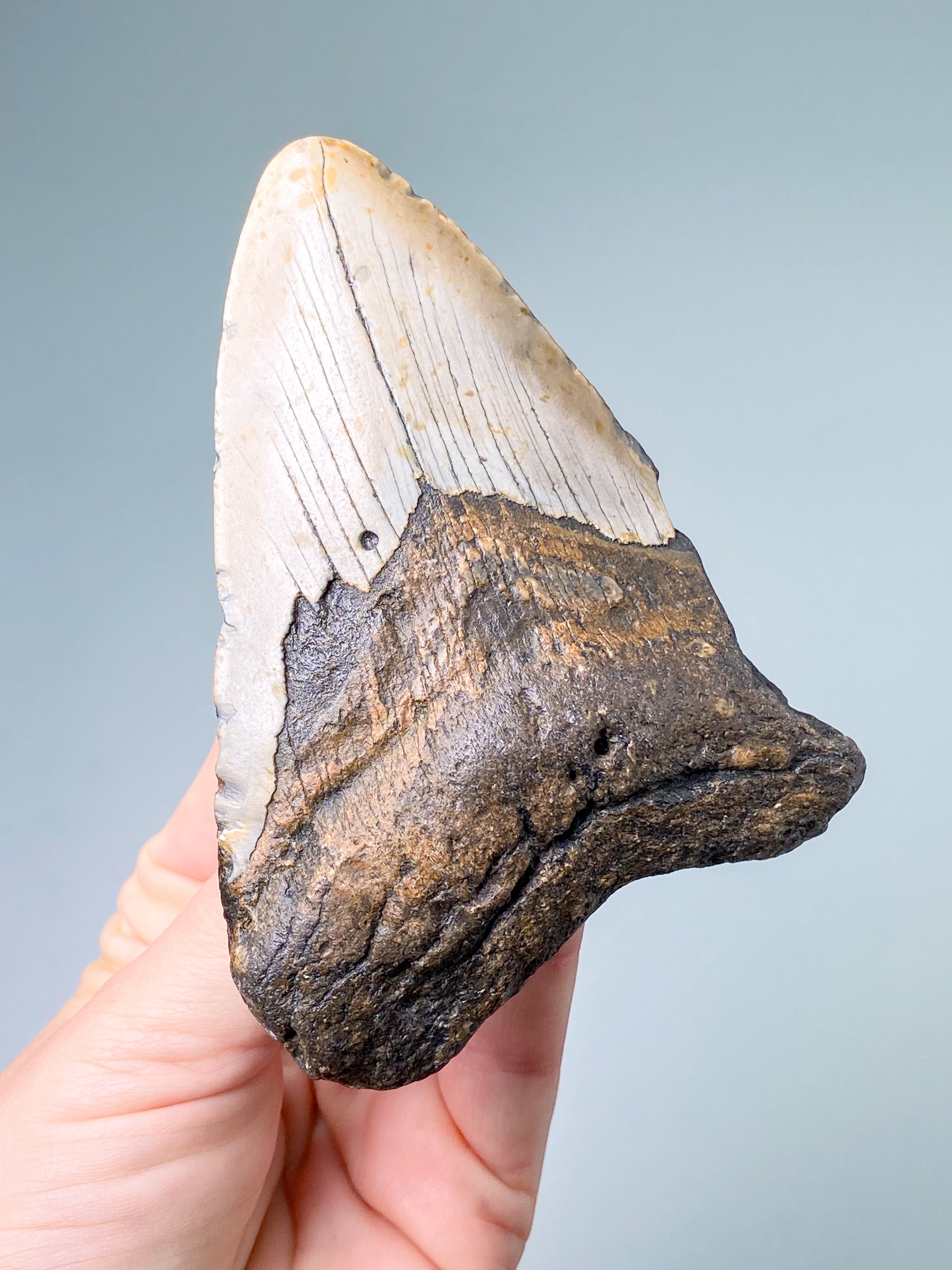 Megalodon Tand Fossil (Nr. 5)