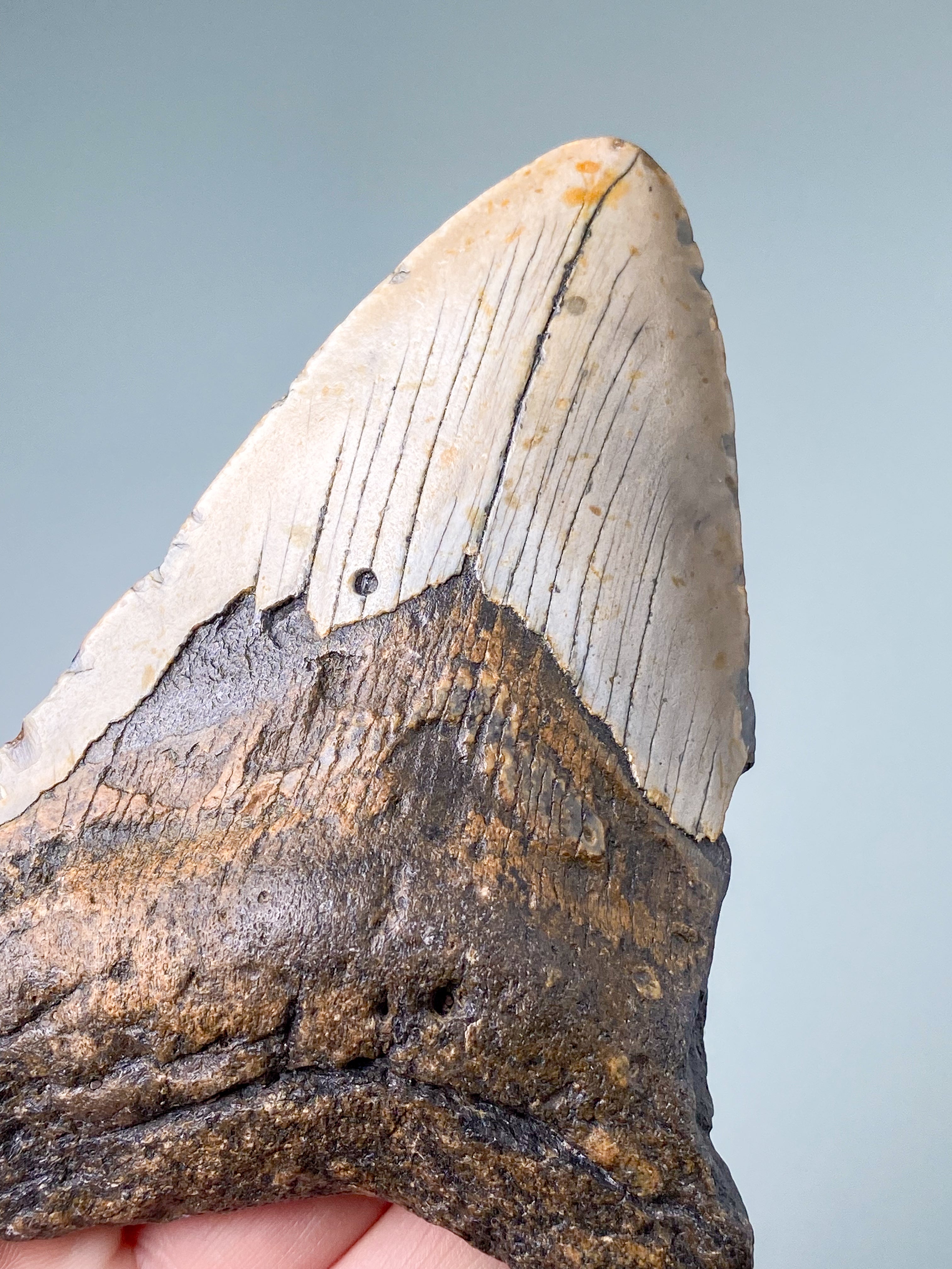 Megalodon Tand Fossil (Nr. 5)