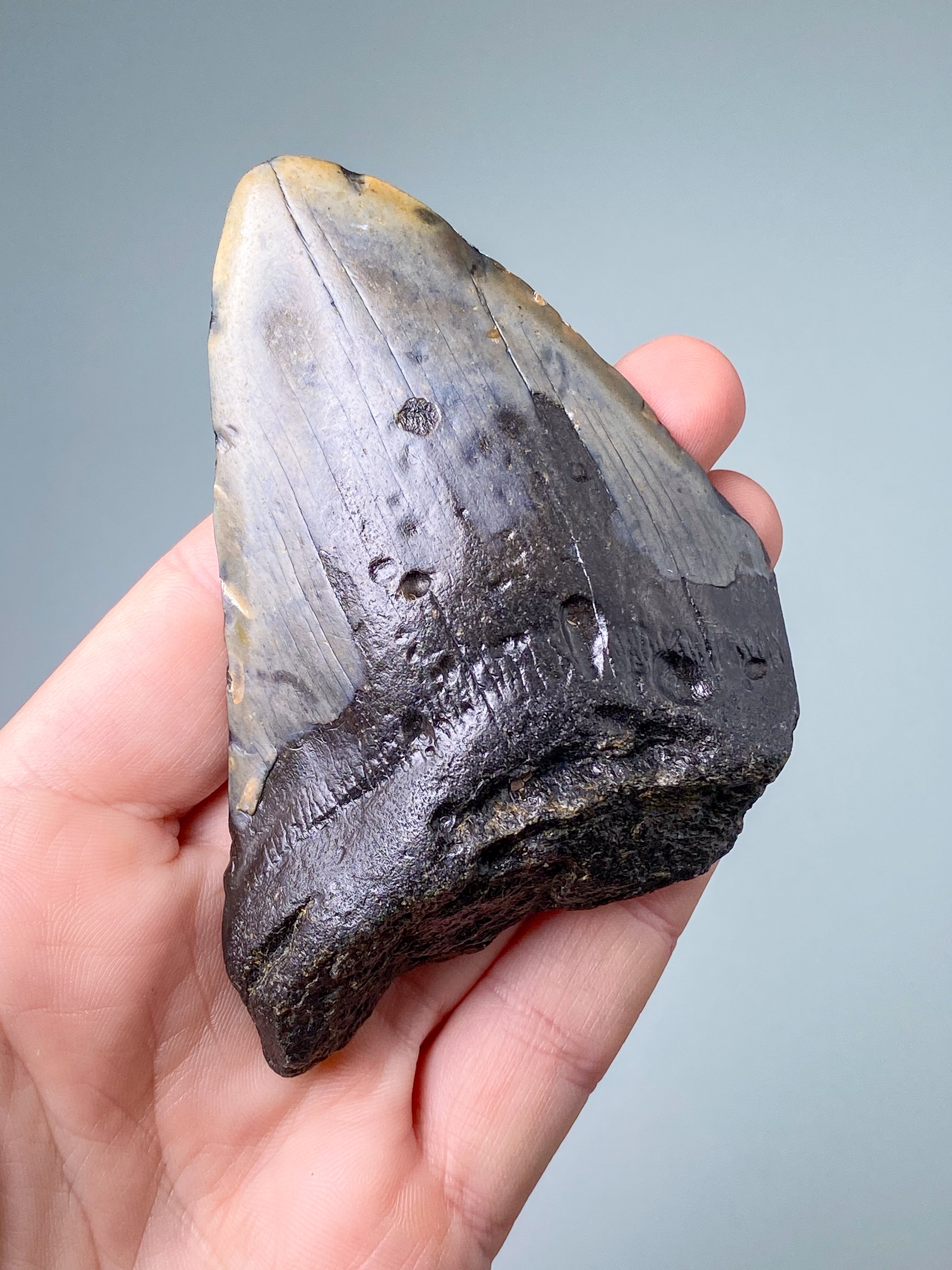 Megalodon Tand Fossil (Nr. 7)