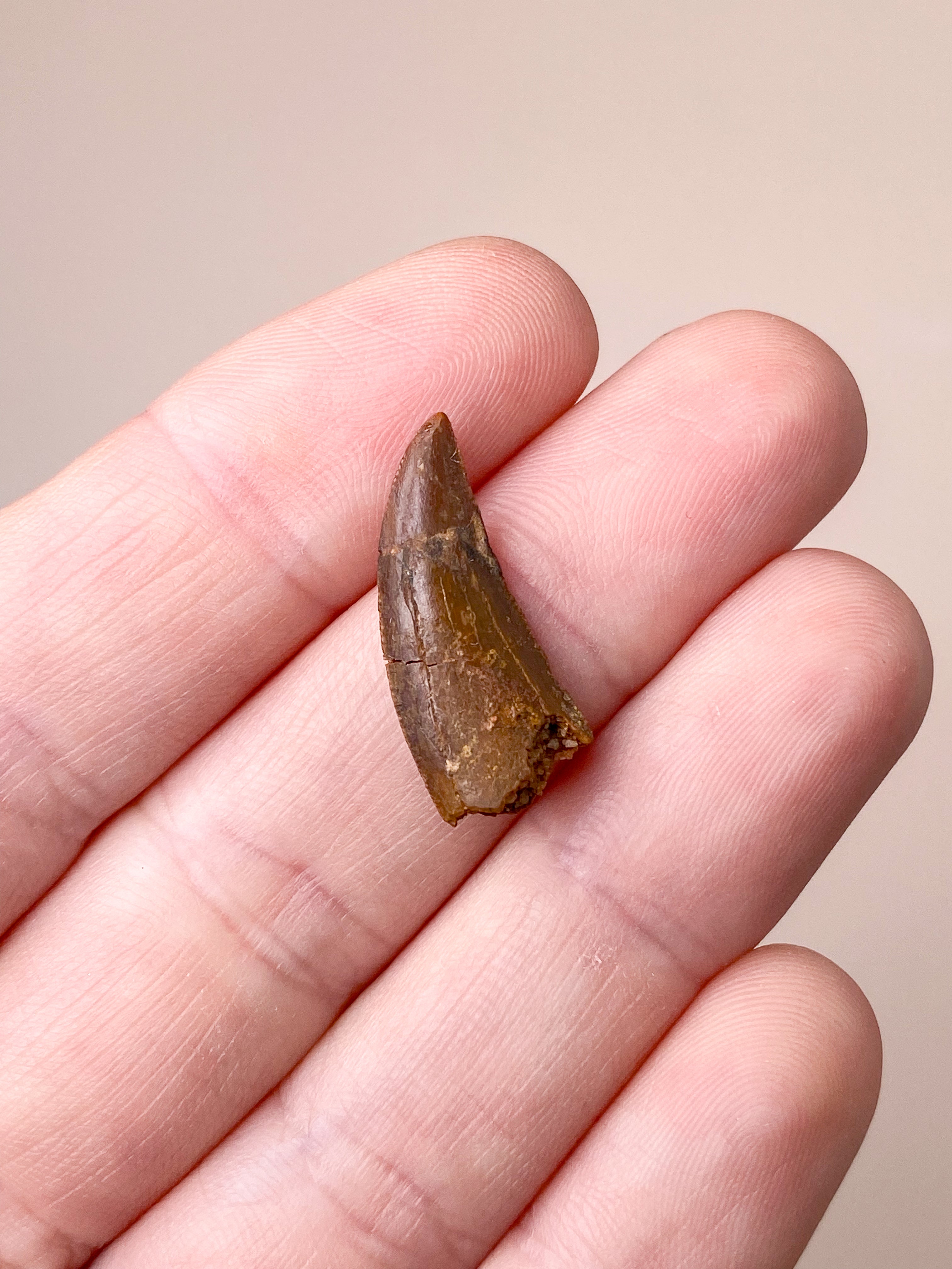 Raptor Tand Fossil (Nr. 4)