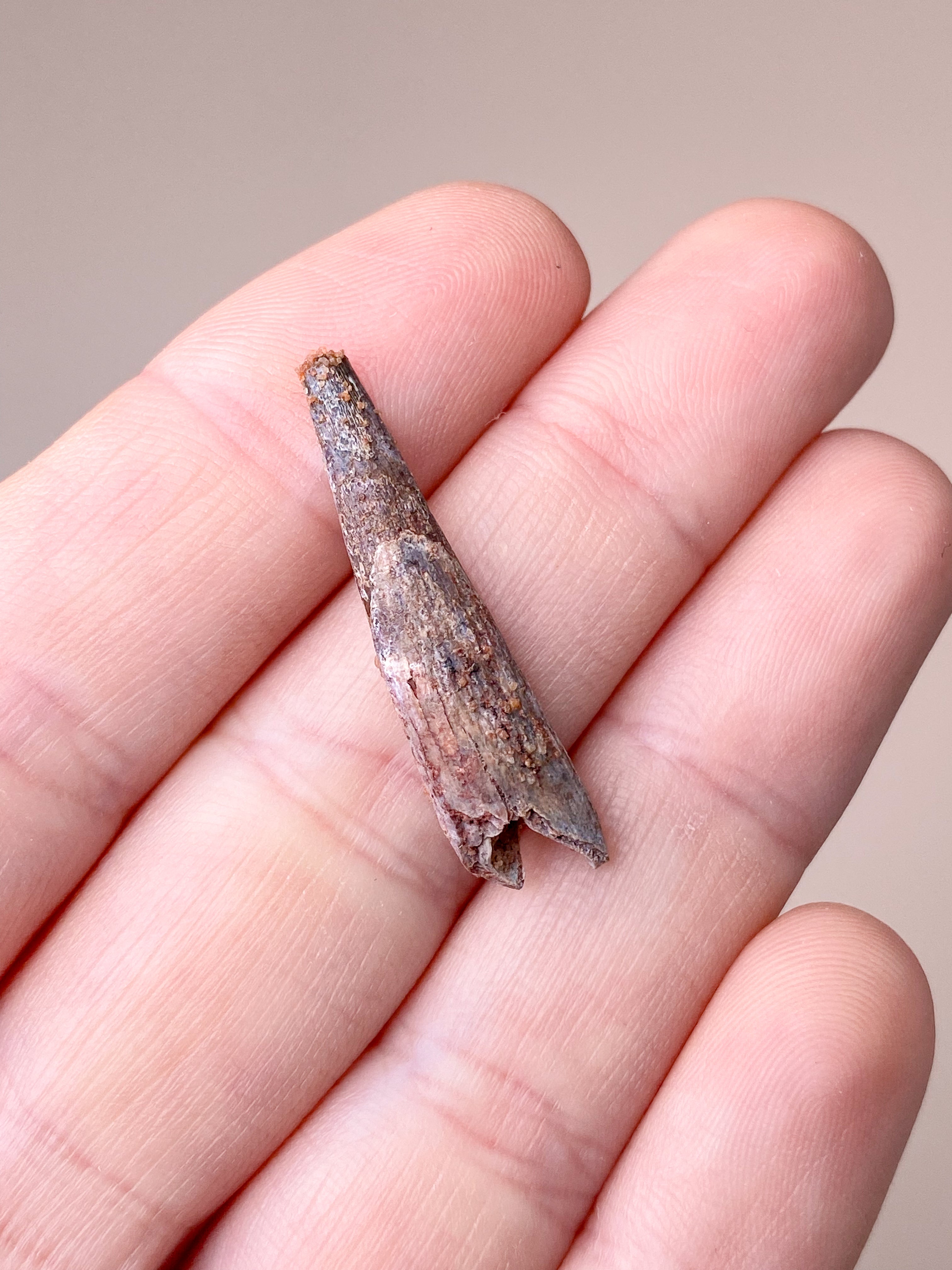 Pterosaur Tand Fossil (Nr. 1) Flyveøgle