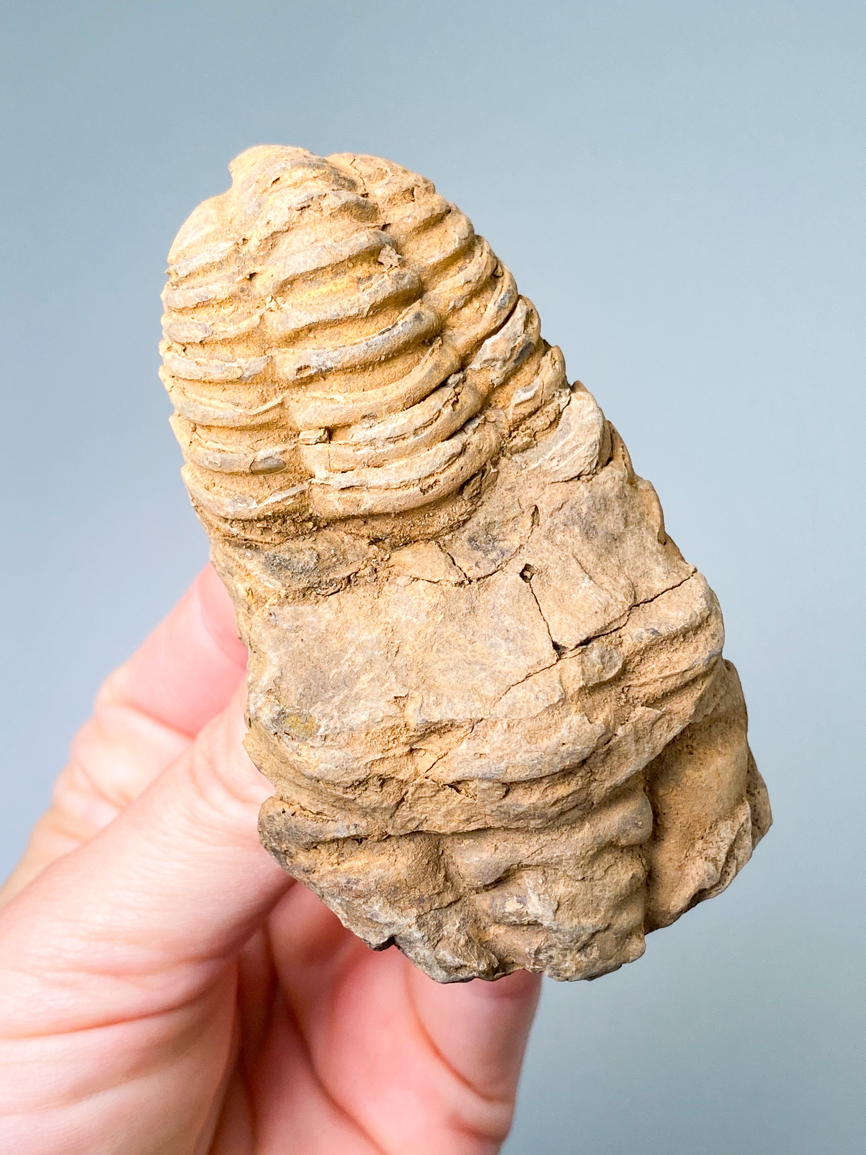 Trilobit Fossil (Nr. 5)