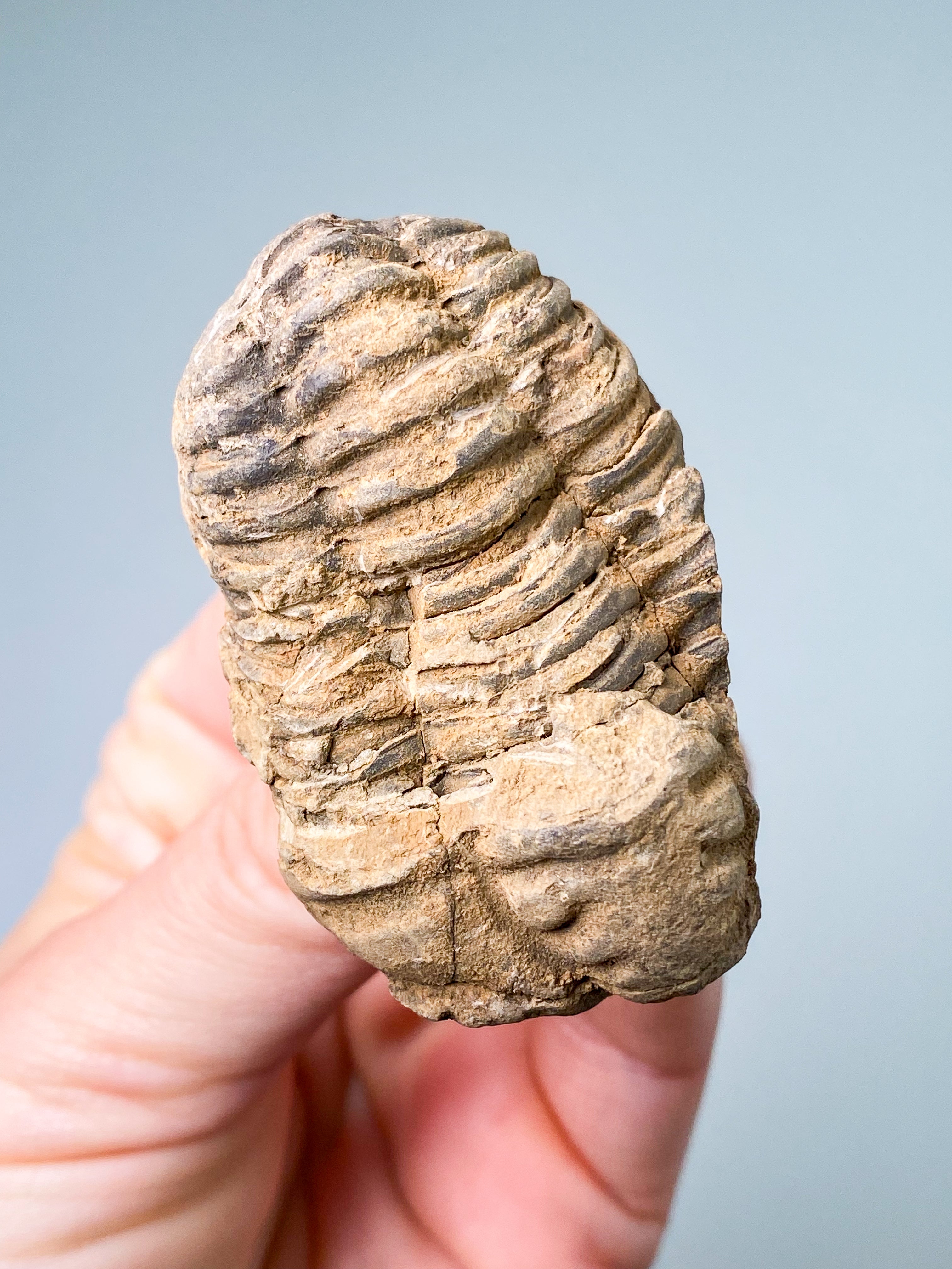 Trilobit Fossil (Nr. 7)