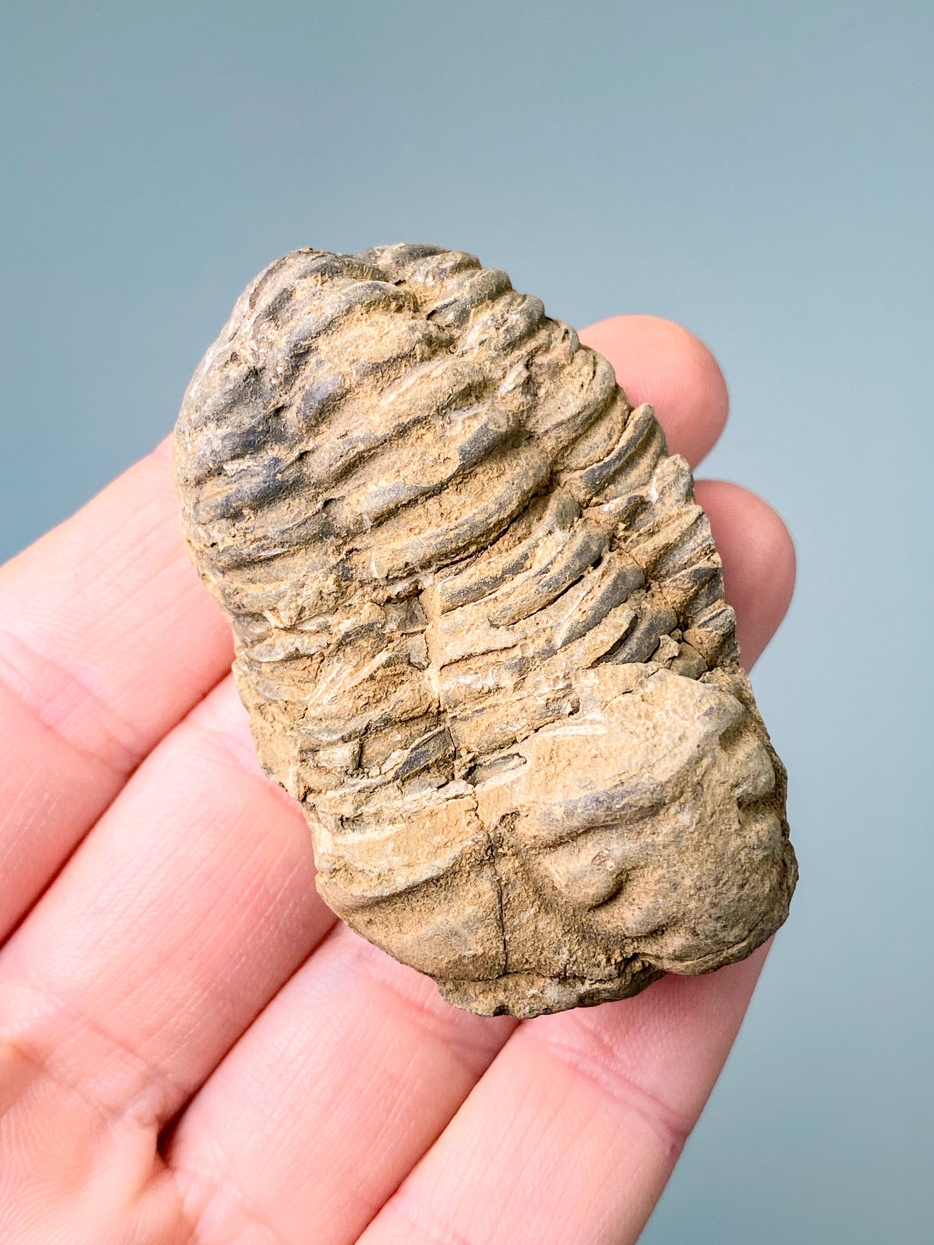 Trilobit Fossil (Nr. 7)