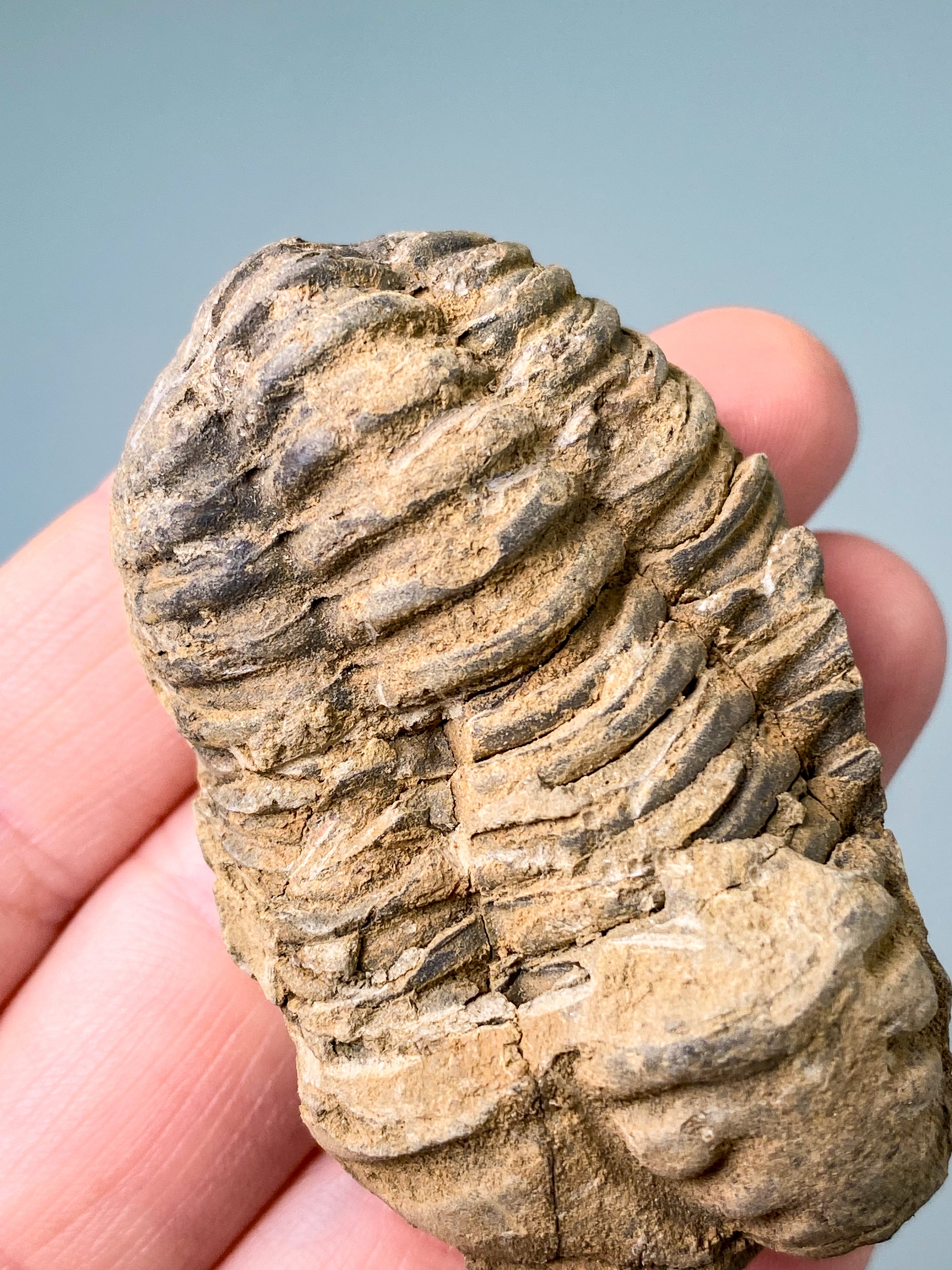 Trilobit Fossil (Nr. 7)