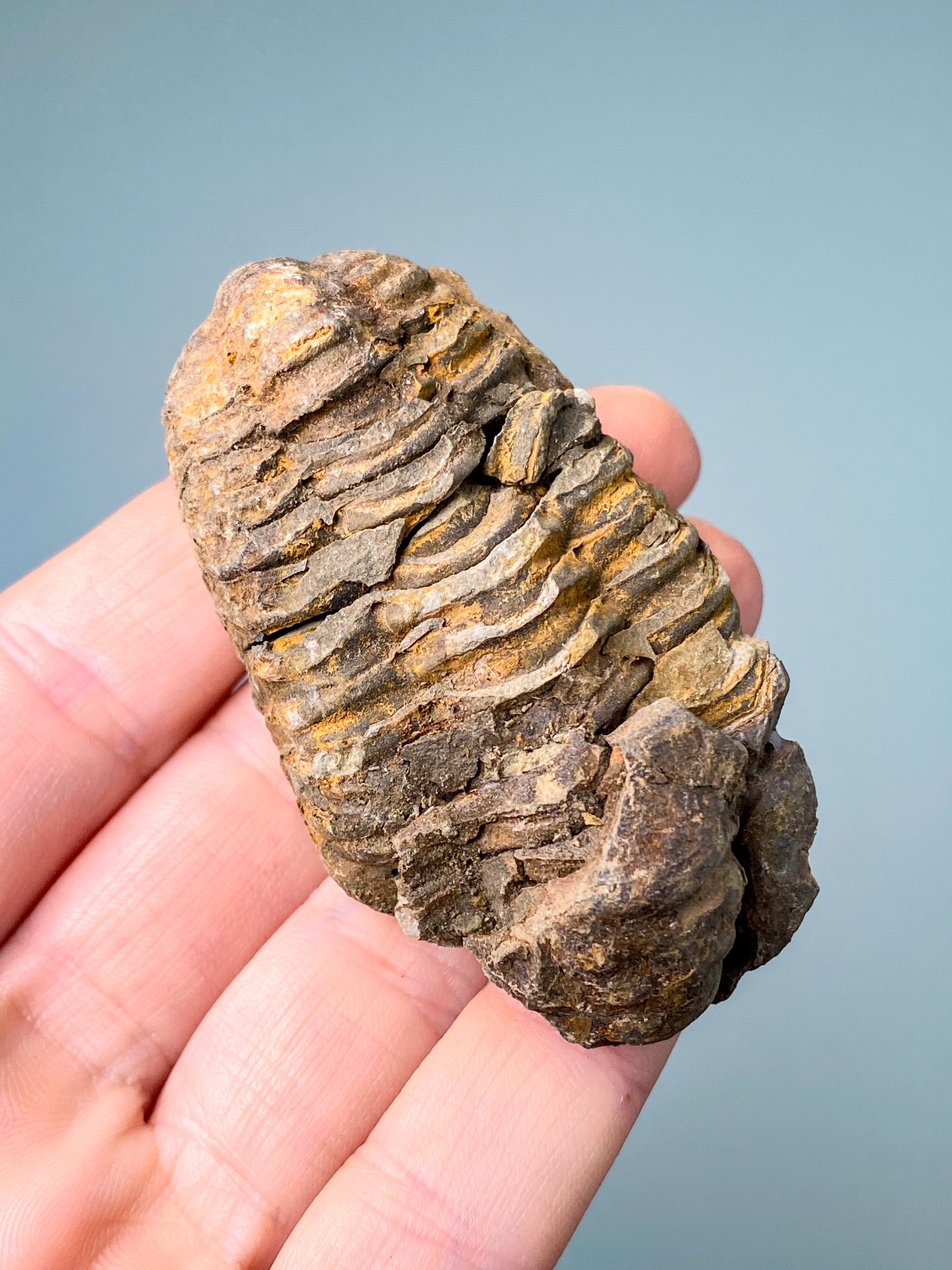 Trilobit Fossil (Nr. 12)