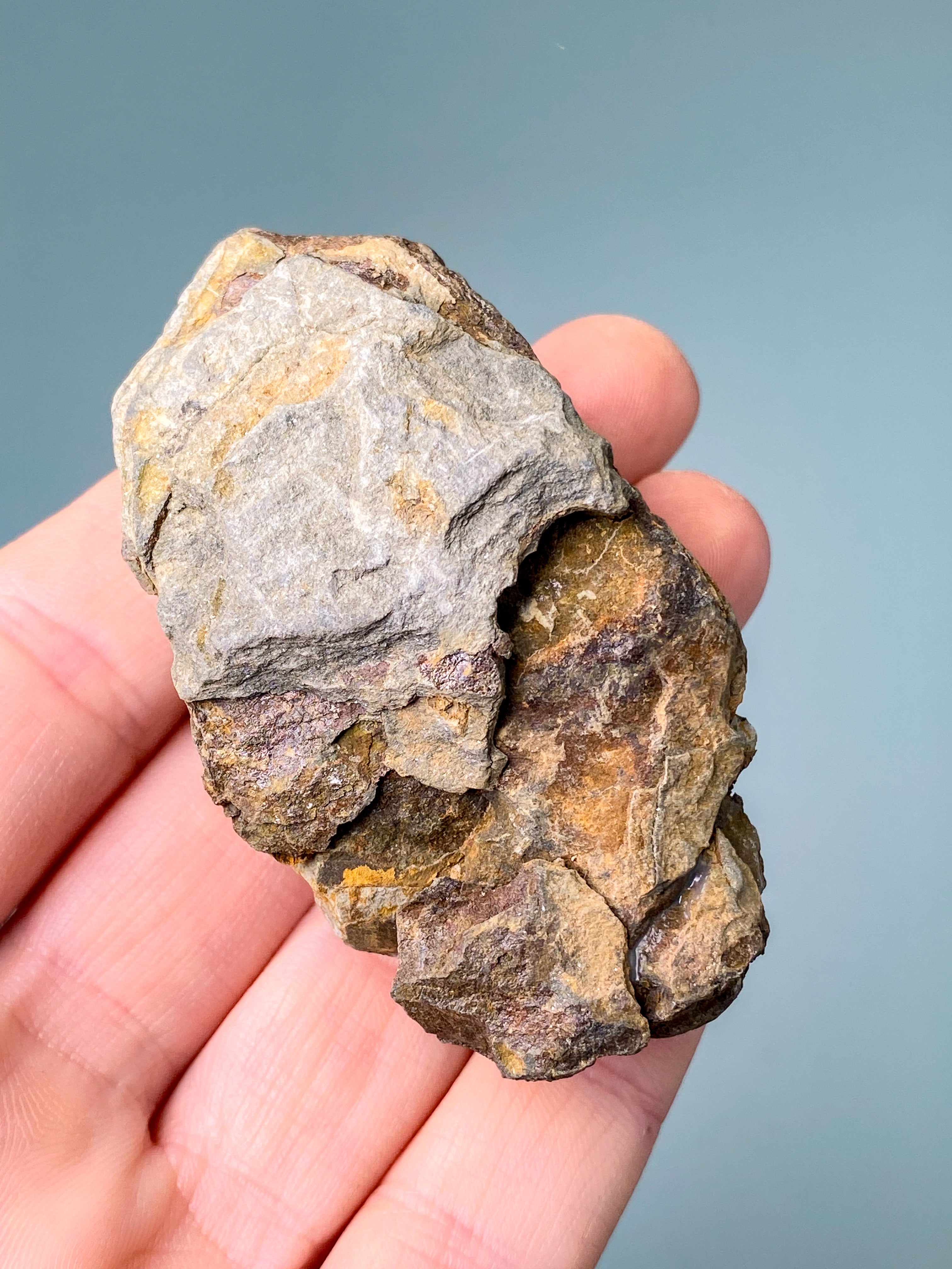 Trilobit Fossil (Nr. 12)