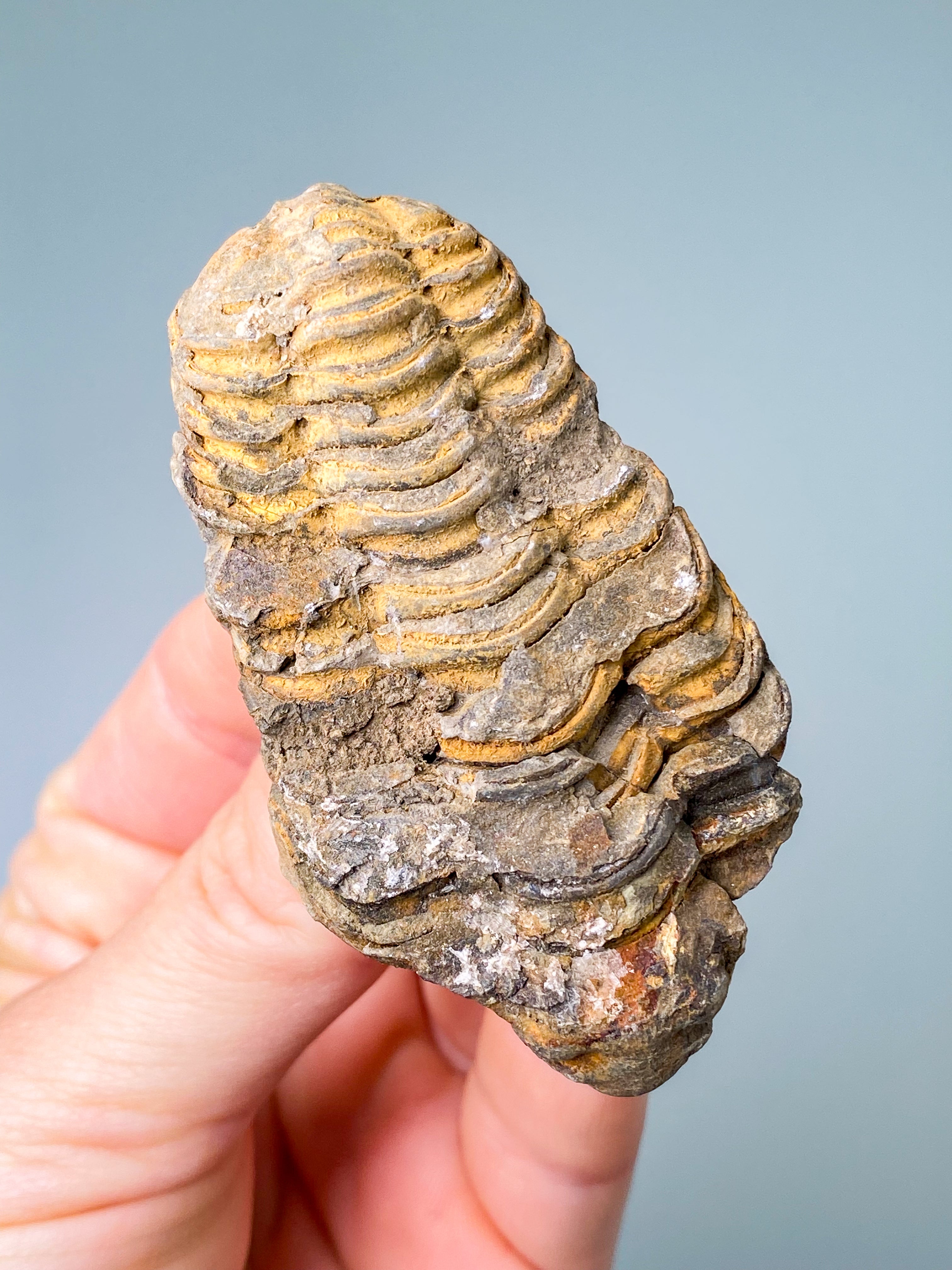 Trilobit Fossil (Nr. 16)