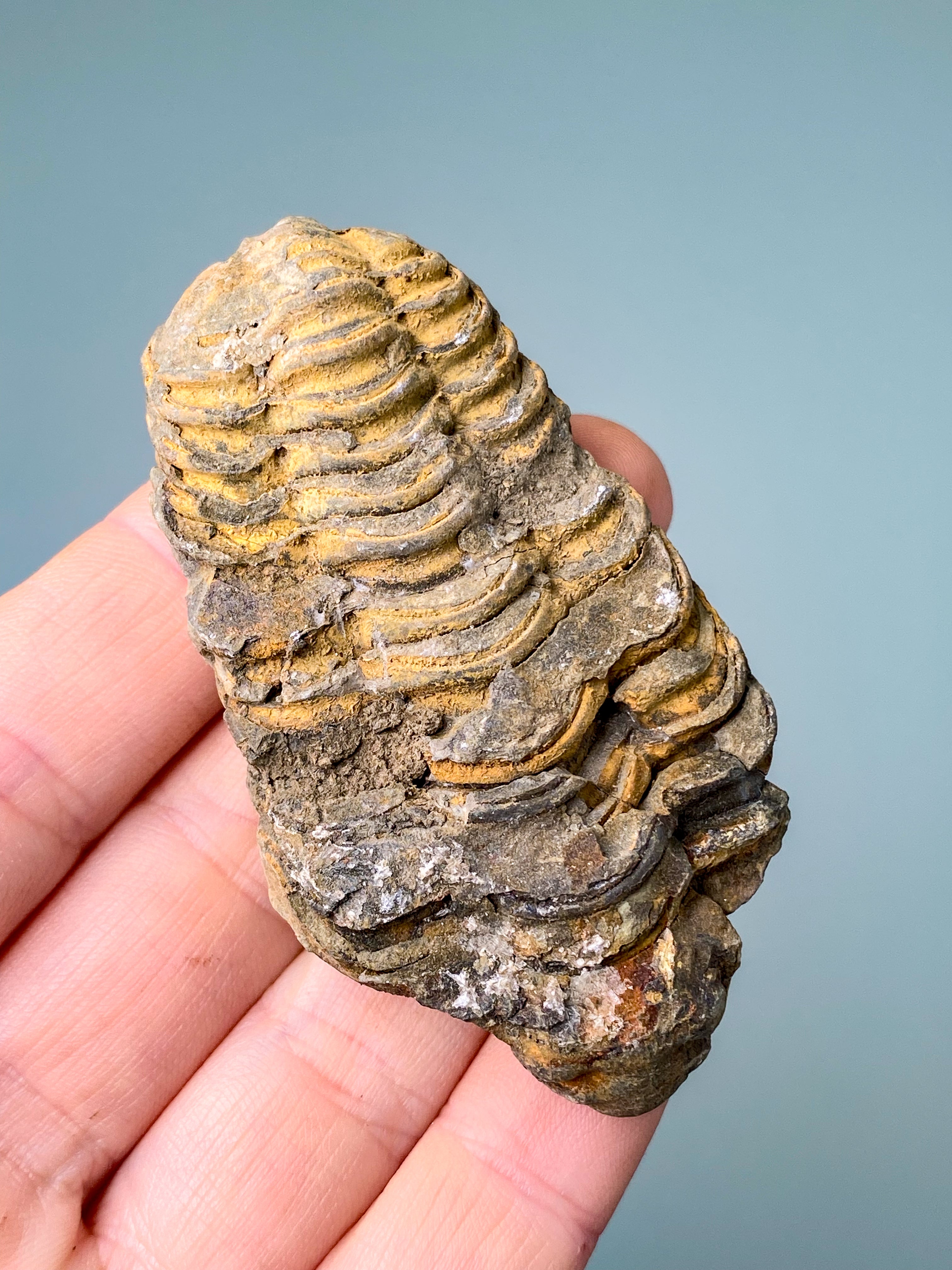 Trilobit Fossil (Nr. 16)