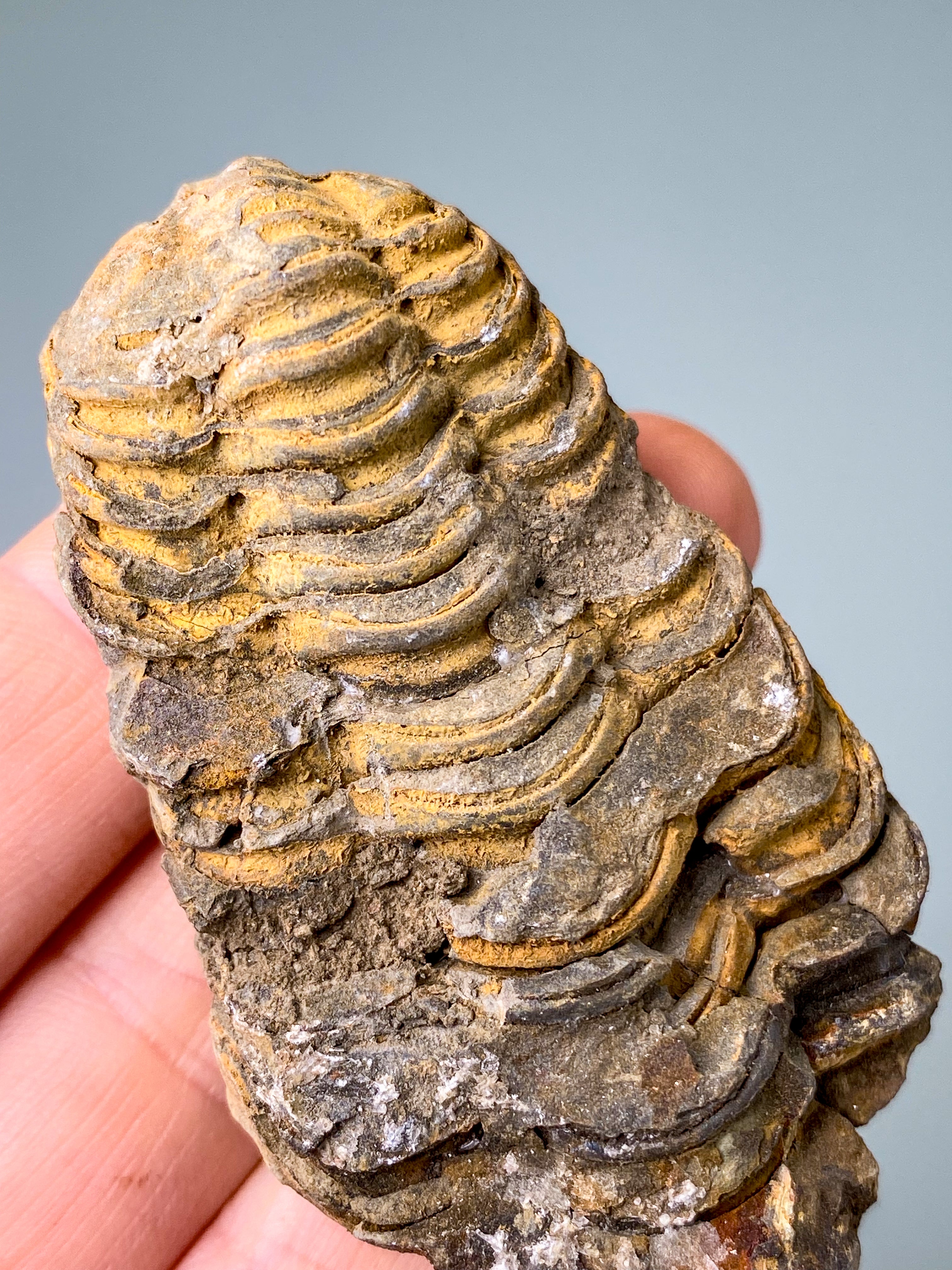 Trilobit Fossil (Nr. 16)